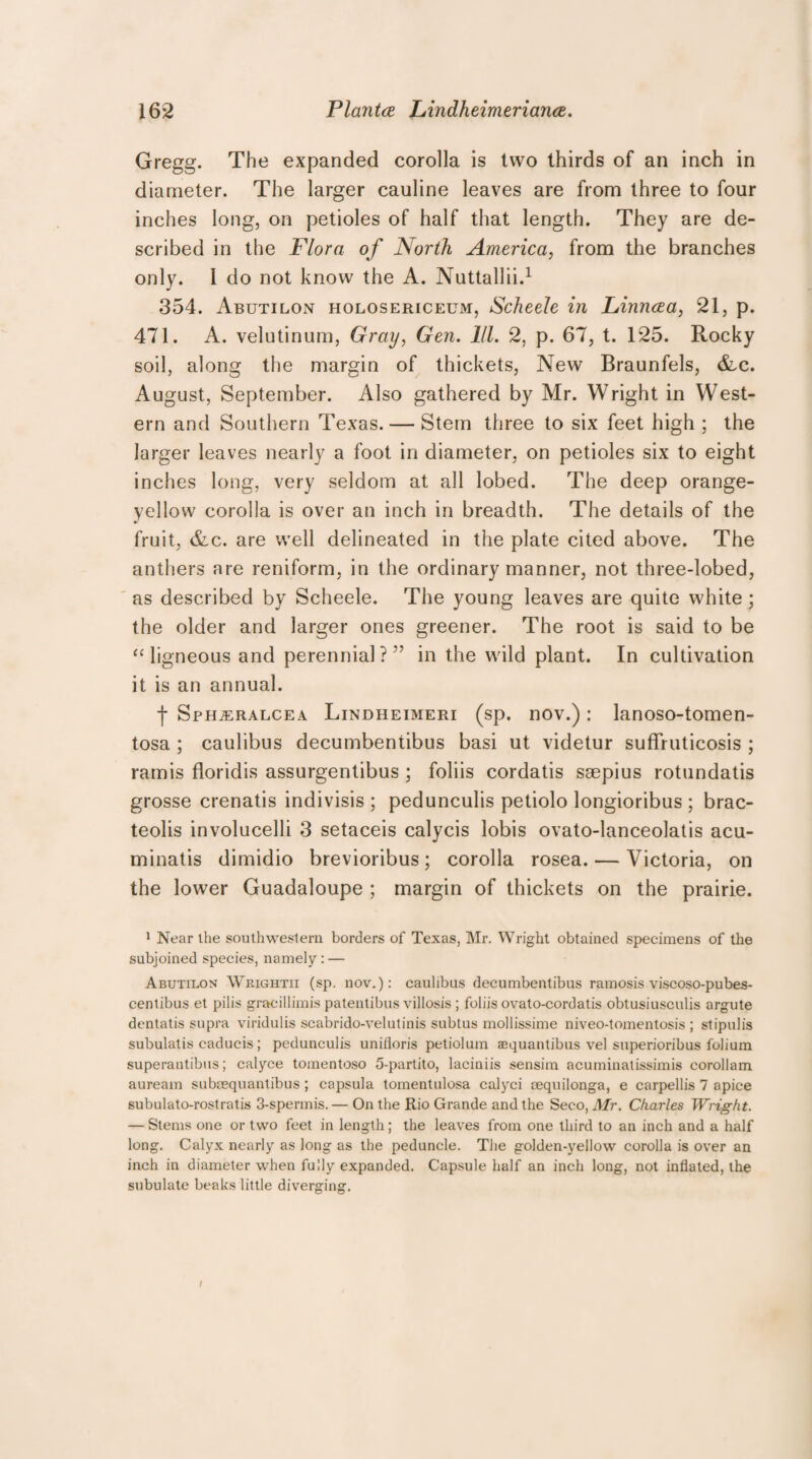Gregg. The expanded corolla is two thirds of an inch in diameter. The larger cauline leaves are from three to four inches long, on petioles of half that length. They are de¬ scribed in the Flora of North America, from the branches only. 1 do not know the A. Nuttallii.1 354. Abutilon holosericeum, Scheele in Linncea, 21, p. 471. A. velutinum, Gray, Gen. 111. 2, p. 67, t. 125. Rocky soil, along the margin of thickets, New Braunfels, &c. August, September. Also gathered by Mr. Wright in West¬ ern and Southern Texas. — Stem three to six feet high ; the larger leaves nearly a foot in diameter, on petioles six to eight inches long, very seldom at all lobed. The deep orange- yellow corolla is over an inch in breadth. The details of the fruit, &c. are well delineated in the plate cited above. The anthers are reniform, in the ordinary manner, not three-lobed, as described by Scheele. The young leaves are quite white ; the older and larger ones greener. The root is said to be “ ligneous and perennial? '7 in the wild plant. In cultivation it is an annual. f SpHiERALCEa Lindheimeri (sp. nov.) : lanoso-tomen- tosa ; caulibus decumbentibus basi ut videtur suffruticosis ; rarnis floridis assurgentibus ; foliis cordatis saepius rotundatis grosse crenatis indivisis ; pedunculis petiolo longioribus ; brac- teolis involucelli 3 setaceis calycis lobis ovato-lanceolatis acu- minatis dimidio brevioribus; corolla rosea. — Victoria, on the lower Guadaloupe ; margin of thickets on the prairie. 1 Near the southwestern borders of Texas, Mr. Wright obtained specimens of the subjoined species, namely: — Abutilon Wrightii (sp. nov.): caulibus decumbentibus ramosis viscoso-pubes- centibus et pilis gracillimis patentibus villosis ; foliis ovato-cordatis obtusiusculis argute dentatis supra viridulis scabrido-velutinis subtus mollissime niveo-tomentosis ; stipulis subulatis caducis; pedunculis unifloris petiolum aequantibus vel superioribus folium superantibus; calyce tomentoso 5-partito, laciniis sensim acuminatissimis corollam auream subeequantibus ; capsula tomentulosa calyci sequilonga, e carpellis 7 apice subulato-rostratis 3-spermis. — On the Rio Grande and the Seco, Mr. Charles Wright. — Stems one or two feet in length; the leaves from one third to an inch and a half long. Calyx nearly as long as the peduncle. The golden-yellow corolla is over an inch in diameter when fully expanded. Capsule half an inch long, not inflated, the subulate beaks little diverging.