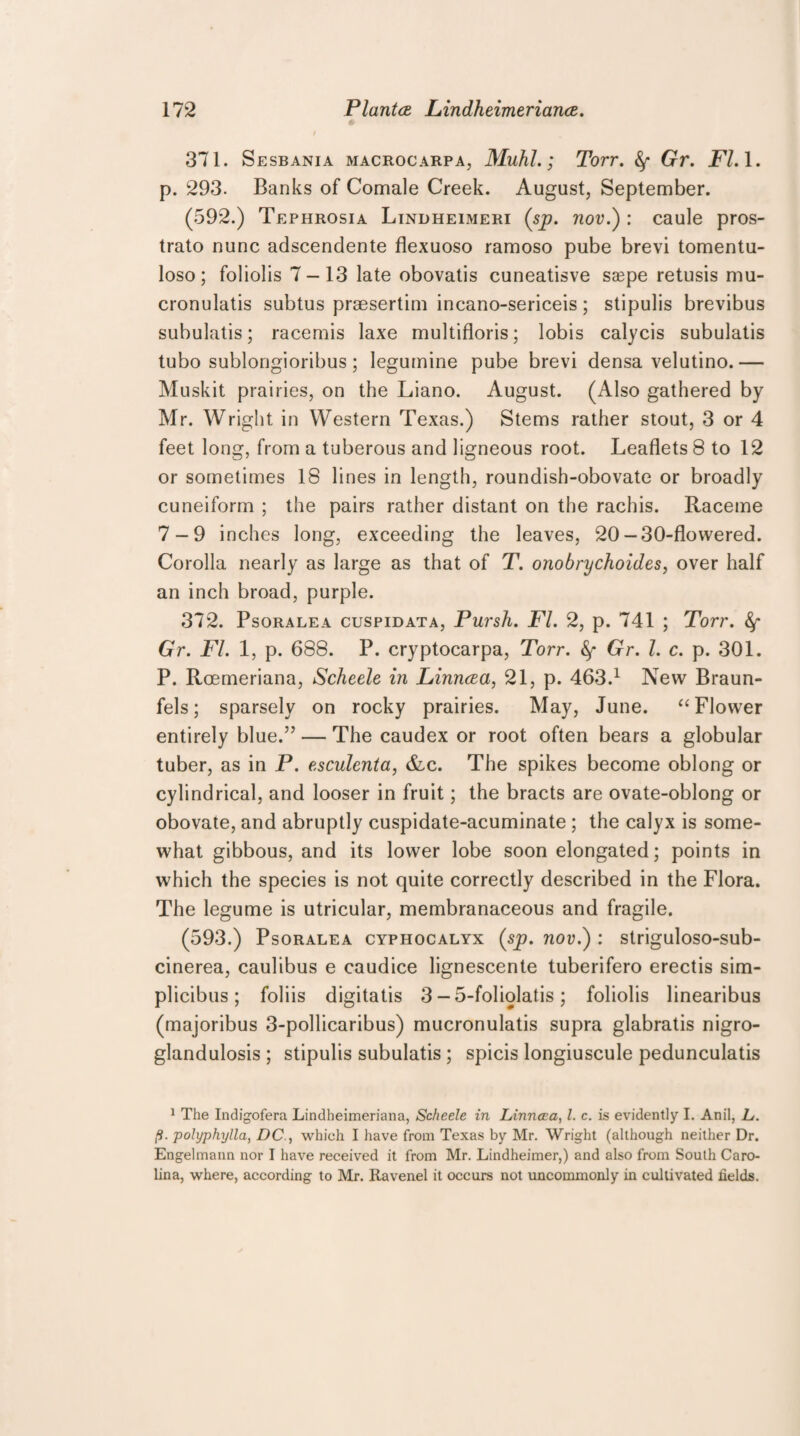 371. Sesbania macrocarpa, Muhl.; Torr. fy Gr. FI. 1. p. 293. Banks of Comale Creek. August, September. (592.) Tephrosia Lindheimeri (sp. nov.) : caule pros- trato nunc adscendente flexuoso ramoso pube brevi tomentu- loso; foliolis 7-13 late obovatis cuneatisve saspe retusis mu- cronulatis subtus praesertim incano-sericeis; stipulis brevibus subulatis; racemis laxe multifloris; lobis calycis subulatis tubo sublongioribus; legumine pube brevi densa velutino. — Muskit prairies, on the Liano. August. (Also gathered by Mr. Wright in Western Texas.) Stems rather stout, 3 or 4 feet long, from a tuberous and ligneous root. Leaflets 8 to 12 or sometimes 18 lines in length, roundish-obovate or broadly cuneiform ; the pairs rather distant on the rachis. Raceme 7-9 inches long, exceeding the leaves, 20-30-flowered. Corolla nearly as large as that of T. onobrychoides, over half an inch broad, purple. 372. Psoralea cuspidata, Pursh. FI. 2, p. 741 ; Torr. Gr. FI. 1, p. 688. P. cryptocarpa, Torr. fy Gr. 1. c. p. 301. P. Roemeriana, Scheele in Linneea, 21, p. 463.1 New Braun¬ fels; sparsely on rocky prairies. May, June. “ Flower entirely blue.” — The caudex or root often bears a globular tuber, as in P. esculenta, &c. The spikes become oblong or cylindrical, and looser in fruit; the bracts are ovate-oblong or obovate, and abruptly cuspidate-acuminate ; the calyx is some¬ what gibbous, and its lower lobe soon elongated; points in which the species is not quite correctly described in the Flora. The legume is utricular, membranaceous and fragile. (593.) Psoralea cyphocalyx (sp. nov.) : striguloso-sub- cinerea, caulibus e caudice lignescente tuberifero erectis sim- plicibus; foliis digitatis 3 — 5-foIiolatis; foliolis linearibus (majoribus 3-pollicaribus) mucronulatis supra glabratis nigro- glandulosis; stipulis subulatis ; spicis longiuscule pedunculatis 1 The Indigofera Lindheimeriana, Scheele in Linncea, l. c. is evidently I. Anil, L. [i. polyphylla, DC., which I have from Texas by Mr. Wright (although neither Dr. Engelmann nor I have received it from Mr. Lindheimer,) and also from South Caro¬ lina, where, according to Mr. Ravenel it occurs not uncommonly in cultivated fields.