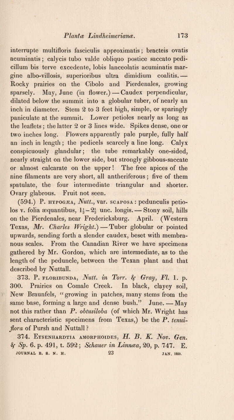interrupte multifloris fasciculis approximatis; bracteis ovatis acuminatis; calycis tubo valde obliquo postice saccato pedi- cillum bis terve excedente, lobis lanceolatis acuminatis mar- gine albo-villosis, superioribus ultra dimidium coalitis.— Rocky prairies on the Cibolo and Pierdenales, growing sparsely. May, June (in flower.)—Caudex perpendicular, dilated below the summit into a globular tuber, of nearly an inch in diameter. Stem 2 to 3 feet high, simple, or sparingly paniculate at the summit. Lower petioles nearly as long as the leaflets ; the latter 2 or 3 lines wide. Spikes dense, one or two inches long. Flowers apparently pale purple, fully half an inch in length; the pedicels scarcely a line long. Calyx conspicuously glandular; the tube remarkably one-sided, nearly straight on the lower side, but strongly gibbous-saccate or almost calcarate on the upper! The free apices of the nine filaments are very short, all antheriferous; five of them spatulate, the four intermediate triangular and shorter. Ovary glabrous. Fruit not seen. (594.) P. HYPOGiEA, Nutt., var. scaposa : pedunculis petio- los v. folia sequantibus, 1| — 2| unc. longis. — Stony soil, hills on the Pierdenales, near Fredericksburg. April. (Western Texas, Mr. Charles Wright.')—Tuber globular or pointed upwards, sending forth a slender caudex, beset with membra¬ nous scales. From the Canadian River we have specimens gathered by Mr. Gordon, which are intermediate, as to the length of the peduncle, between the Texan plant and that described by Nuttall. 373. P. floribunda, Nutt, in Torr. fy Gray, FI. 1. p. 300. Prairies on Comale Creek. In black, clayey soil, New Braunfels, “ growing in patches, many stems from the same base, forming a large and dense bush.” June. —May not this rather than P. obtusiloba (of which Mr. Wright has sent characteristic specimens from Texas,) be the P. tenui- flora of Pursh and Nuttall ? 374. Eysenhardtia amorphoides, H. B. K. Nov. Gen. fy Sp. 6. p. 491, t. 592; Schauer in Linncea, 20, p. 747. E. JOURNAL B. S. N. H. 23 JAN. 1850.