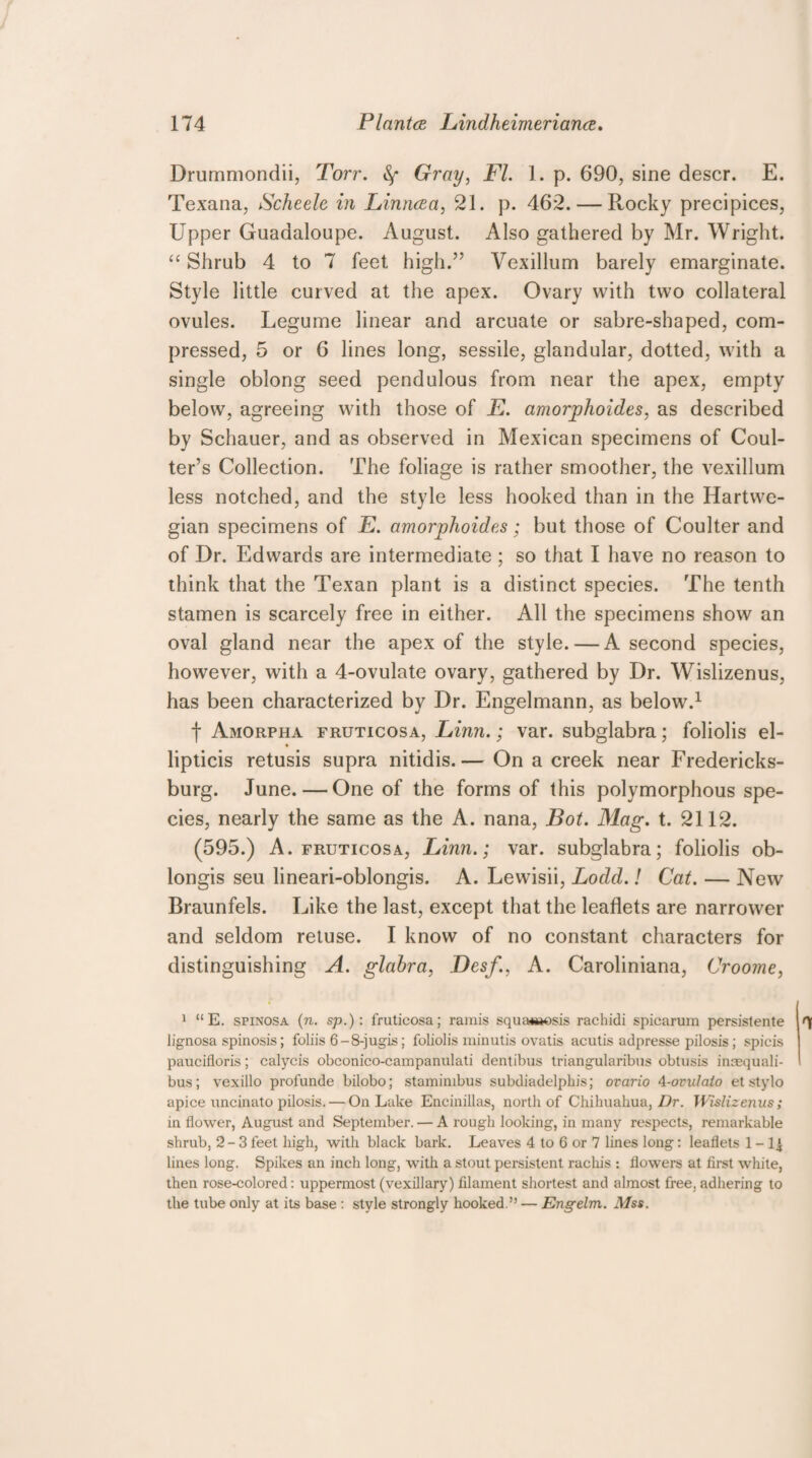 Drummondii, Torr. Gray, FI. 1. p. 690, sine descr. E. Texana, Scheele in Linncea, 21. p. 462. — Peocky precipices, Upper Guadaloupe. August. Also gathered by Mr. Wright. “Shrub 4 to 7 feet high.” Vexillum barely emarginate. Style little curved at the apex. Ovary with two collateral ovules. Legume linear and arcuate or sabre-shaped, com¬ pressed, 5 or 6 lines long, sessile, glandular, dotted, with a single oblong seed pendulous from near the apex, empty below, agreeing with those of E. amorphoides, as described by Schauer, and as observed in Mexican specimens of Coul¬ ter’s Collection. The foliage is rather smoother, the vexillum less notched, and the style less hooked than in the Hartwe- gian specimens of E. amorphoides; but those of Coulter and of Dr. Edwards are intermediate; so that I have no reason to think that the Texan plant is a distinct species. The tenth stamen is scarcely free in either. All the specimens show an oval gland near the apex of the style. — A second species, however, with a 4-ovulate ovary, gathered by Dr. Wislizenus, has been characterized by Dr. Engelmann, as below.1 f AxMOrpha fruticosa, Linn.; var. subglabra; foliolis el- lipticis retusis supra nitidis.— On a creek near Fredericks¬ burg. June. — One of the forms of this polymorphous spe¬ cies, nearly the same as the A. nana, Bot. Mag. t. 2112. (595.) A. fruticosa, Linn.; var. subglabra; foliolis ob- longis seu lineari-oblongis. A. Lewisii, Lodd.! Cat. — New Braunfels. Like the last, except that the leaflets are narrower and seldom retuse. I know of no constant characters for distinguishing A. glabra, Desf., A. Caroliniana, Croome, 1 “E. spinosa (n. sp.): fruticosa; ramis squa**iesis rachidi spicarum persistente lignosa spinosis; foliis 6-8-jugis; foliolis minutis ovatis acutis adpresse pilosis; spicis paucifloris; calycis obconico-campanulati dentibus triangularibus obtusis inaequali- bus; vexillo profunde bilobo; staminibus subdiadelphis; ovario A-ovulaio et stylo apice uncinato pilosis. — On Lake Encinillas, north of Chihuahua, Dr. Wislizenus; in flower, August and September. — A rough looking, in many respects, remarkable shrub, 2-3 feet high, with black bark. Leaves 4 to 6 or 7 lines long: leaflets 1 - 1| lines long. Spikes an inch long, with a stout persistent rachis : flowers at first white, then rose-colored: uppermost (vexillary) filament shortest and almost free, adhering to the tube only at its base : style strongly hooked.” — Engelm. Mss.