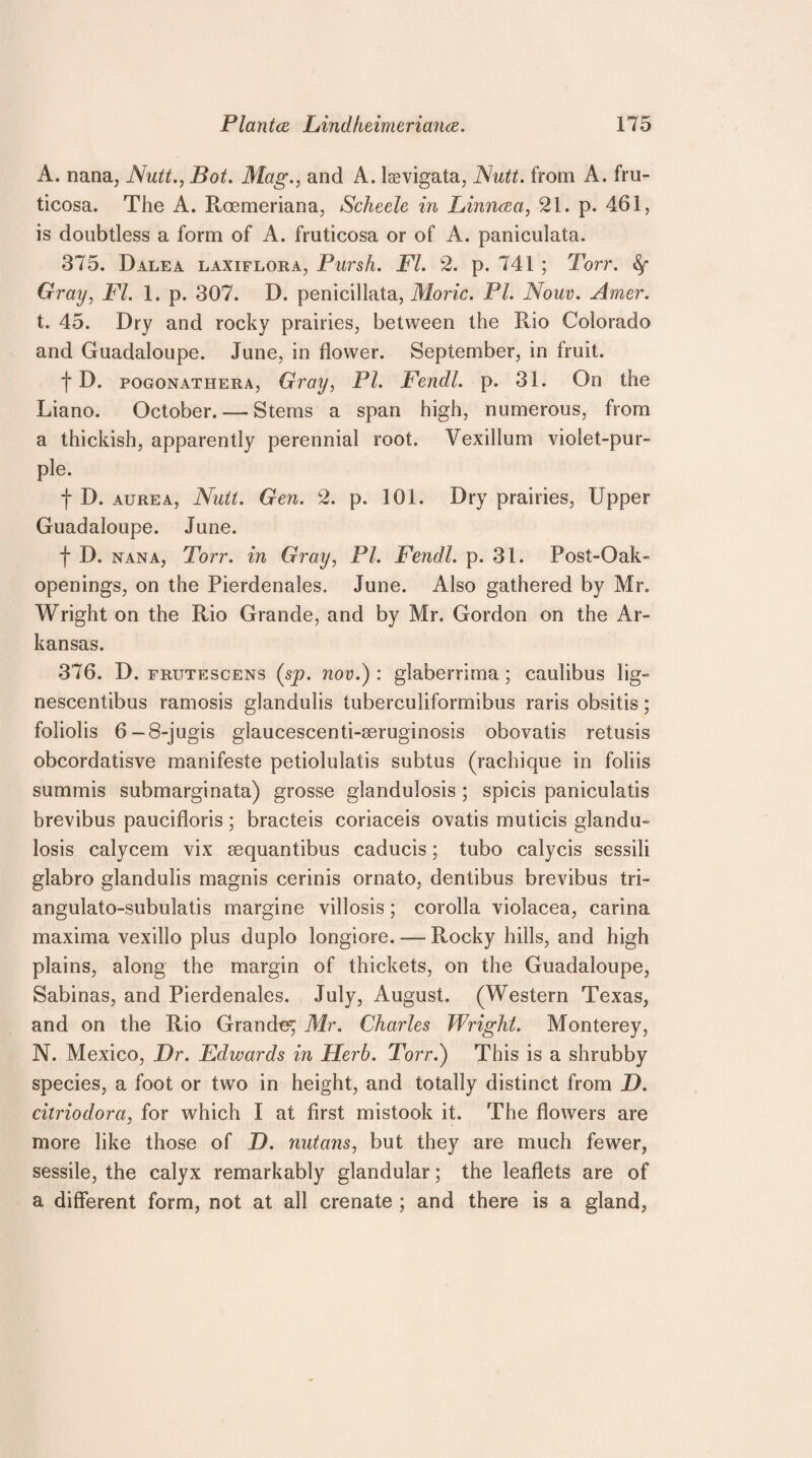 A. nana, Nutt., Bot. Mag., and A. laevigata, Nutt, from A. fru- ticosa. The A. Roemeriana, Scheele in Linncea, 21. p. 461, is doubtless a form of A. fruticosa or of A. paniculata. 375. Dale a laxiflora, Pursh. FI. 2. p. 741 ; Torr. fy Gray, FI. 1. p. 307. D. penicillata, Moric. PL Nouv. Amer. t. 45. Dry and rocky prairies, between the Rio Colorado and Guadaloupe. June, in flower. September, in fruit. f D. pogonathera, Gray, PI. Fendl. p. 31. On the Liano. October. — Stems a span high, numerous, from a thickish, apparently perennial root. Vexillum violet-pur¬ ple. f D. aurea, Nutt. Gen. 2. p. 101. Dry prairies, Upper Guadaloupe. June. f D. nana, Torr. in Gray, PI. Fendl. p. 31. Post-Oak- openings, on the Pierdenales. June. Also gathered by Mr. Wright on the Rio Grande, and by Mr. Gordon on the Ar¬ kansas. 376. D. frutescens (sp. nov.) : glaberrima ; caulibus lig~ nescentibus ramosis glandulis tuberculiformibus raris obsitis; foliolis 6-8-jugis glaucescenti-seruginosis obovatis retusis obcordatisve manifeste petiolulatis subtus (rachique in foliis summis submarginata) grosse glandulosis ; spicis paniculatis brevibus paucifloris; bracteis coriaceis ovatis muticis glandu¬ losis ealyeem vix sequantibus caducis; tubo calycis sessili glabro glandulis magnis cerinis ornato, dentibus brevibus tri- angulato-subulatis margine villosis; corolla violacea, carina maxima vexillo plus duplo longiore. — Rocky hills, and high plains, along the margin of thickets, on the Guadaloupe, Sabinas, and Pierdenales. July, August. (Western Texas, and on the Rio Grande; Mr. Charles Wright. Monterey, N. Mexico, Dr. Edwards in Herb. Torr.) This is a shrubby species, a foot or two in height, and totally distinct from D. citriodora, for which I at first mistook it. The flowers are more like those of D. nutans, but they are much fewer, sessile, the calyx remarkably glandular; the leaflets are of a different form, not at all crenate ; and there is a gland,