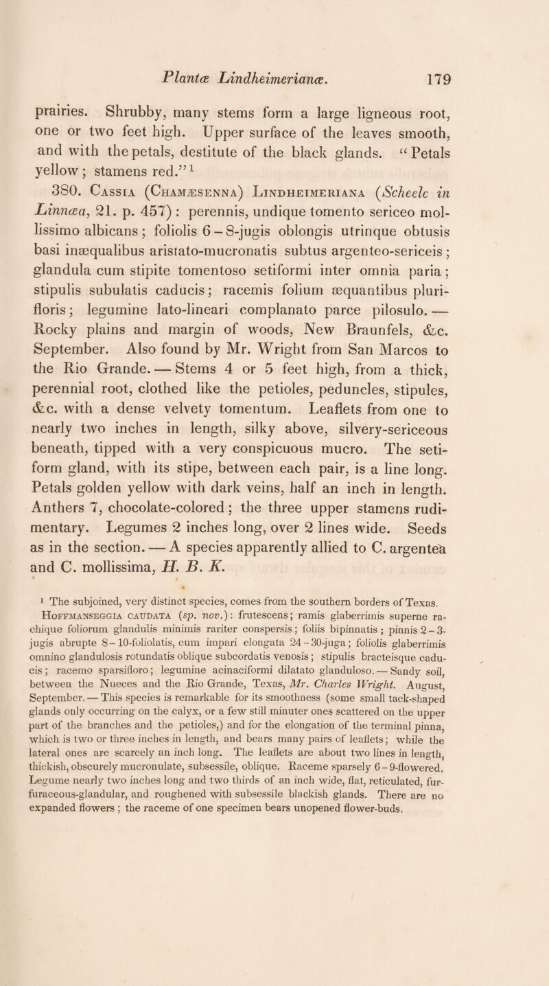 prairies. Shrubby, many stems form a large ligneous root, one or two feet high. Upper surface of the leaves smooth, and with the petals, destitute of the black glands. “ Petals yellow; stamens red.”1 380. Cassia (Chamaisenna) Ljndheimeriana (Scheele in Linncea, 21. p. 457) : perennis, undique tomen to sericeo mol- lissimo albicans; foliolis 6-8-jugis oblongis utrinque obtusis basi inaequalibus aristato-mucronatis subtus argenteo-sericeis ; glandula cum stipite tomentoso setiformi inter omnia paria; stipulis subulatis caducis; racemis folium requantibus pluri- floris; legumine lato-lineari complanato parce pilosulo. — Rocky plains and margin of woods, New Braunfels, &c. September. Also found by Mr. Wright from San Marcos to the Rio Grande. — Stems 4 or 5 feet high, from a thick, perennial root, clothed like the petioles, peduncles, stipules, &c. with a dense velvety tomentum. Leaflets from one to nearly two inches in length, silky above, silvery-sericeous beneath, tipped with a very conspicuous mucro. The seti- form gland, with its stipe, between each pair, is a line long. Petals golden yellow with dark veins, half an inch in length. Anthers 7, chocolate-colored; the three upper stamens rudi¬ mentary. Legumes 2 inches long, over 2 lines wide. Seeds as in the section.—A species apparently allied to C. argentea and C. mollissima, H. B. K. 1 The subjoined, very distinct species, comes from the southern borders of Texas. Hoffmanseggia caudata (sp. nov.): frutescens; ramis glaberrimis superne ra- chique foliorum glandulis minimis rariter conspersis; foliis bipinnatis ; pinnis2-3- jugis abrupte 8- 10-foliolatis, cum impari elongata 24-30-juga; foliolis glaberrimis omnino glandulosis rotundatis oblique subcordatis venosis; stipulis bracteisque cadu¬ cis ; racemo sparsifloro; legumine acinaciformi dilatato glanduloso.'—Sandy soil, between the Nueces and the Rio Grande, Texas, Mr. Charles Wright. August, September. — This species is remarkable for its smoothness (some small tack-shaped glands only occurring on the calyx, or a few still minuter ones scattered on the upper part of the branches and the petioles,) and for the elongation of the terminal pinna, which is two or three inches in length, and bears many pairs of leaflets; while the lateral ones are scarcely an inch long. The leaflets are about two lines in length, thickish, obscurely mucronulate, subsessile, oblique. Raceme sparsely 6 - 9-flowered. Legume nearly two inches long and two thirds of an inch wide, flat, reticulated, fur- furaceous-glandular, and roughened with subsessile blackish glands. There are no expanded flowers ; the raceme of one specimen bears unopened flower-buds.