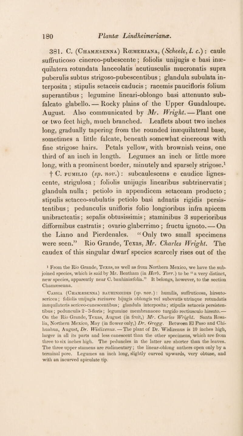 381. C. (Chamjesenna) Rcemeriana, (Scheele, l. c.) : caule suflruticoso cinereo-pubescente; foliolis unijugis e basi inoe- quilatera rotundata lanceolatis acutiusculis mucronatis supra puberulis subtus strigoso-pubescentibus ; glandula subulata in- terposita ; stipulis setaceis caducis ; racemis paucifloris folium superantibus ; legumine lineari-oblongo basi attenuato sub- falcato glabello. — Rocky plains of the Upper Guadaloupe. August. Also communicated by Mr. Wright. — Plant one or two feet high, much branched. Leaflets about two inches long, gradually tapering from the rounded inequilateral base, sometimes a little falcate, beneath somewhat cinereous with fine strigose hairs. Petals yellow, with brownish veins, one third of an inch in length. Legumes an inch or little more long, with a prominent border, minutely and sparsely strigose.1 f C. pumilio (sp. nov.) : subcaulescens e caudice lignes- cente, strigulosa ; foliolis unijugis linearibus subtrinervatis ; glandula nulla; petiolo in appendicem setaceam producto ; stipulis setaceo-subulatis petiolo basi adnatis rigidis persis- tentibus; pedunculis unifloris folio longioribus infra apicem unibracteatis; sepalis obtusissimis; staminibus 3 superioribus difformibus castratis ; ovario glaberrimo ; fructu ignoto. — On the Liano and Pierdenales. “ Only two small specimens were seen.” Rio Grande, Texas, Mr. Charles Wright. The caudex of this singular dwarf species scarcely rises out of the 1 From the Rio Grande, Texas, as well as from Northern Mexico, we have the sub¬ joined species, which is said by Mr. Bentham (in Herb. Torr.) to be “ a very distinct, new species, apparently near C. bauhiniaefolia.” It belongs, however, to the section Chamaesenna. Cassia (Chaivlesenna) bauhinioides (sp.nov.): humilis, suflruticosa, hirsuto- sericea; foliolis unijugis rariusve bijugis oblongis vel subovatis utrinque rotundatis inaequilateris sericeo-canescentibus; glandula interposita; stipulis setaceis persisten- tibus ; pedunculis 2-3-floris; legumine membranaceo turgido rectiusculo hirsuto.— On the Rio Grande, Texas, August (in fruit,) Mr. Charles Wright. Santa Rosa¬ lia, Northern Mexico, May (in flower only,) Dr. Gregg. Between El Paso and Chi¬ huahua, August, Dr. Wislizenus. — The plant of Dr. Wislizenus is 10 inches high, larger in all its parts and less canescent than the other specimens, which are from three to six inches high. The peduncles in the latter are shorter than the leaves. The three upper stamens are rudimentary; the linear-oblong anthers open only by a terminal pore. Legumes an inch long, slightly curved upwards, very obtuse, and with an incurved apiculate tip.
