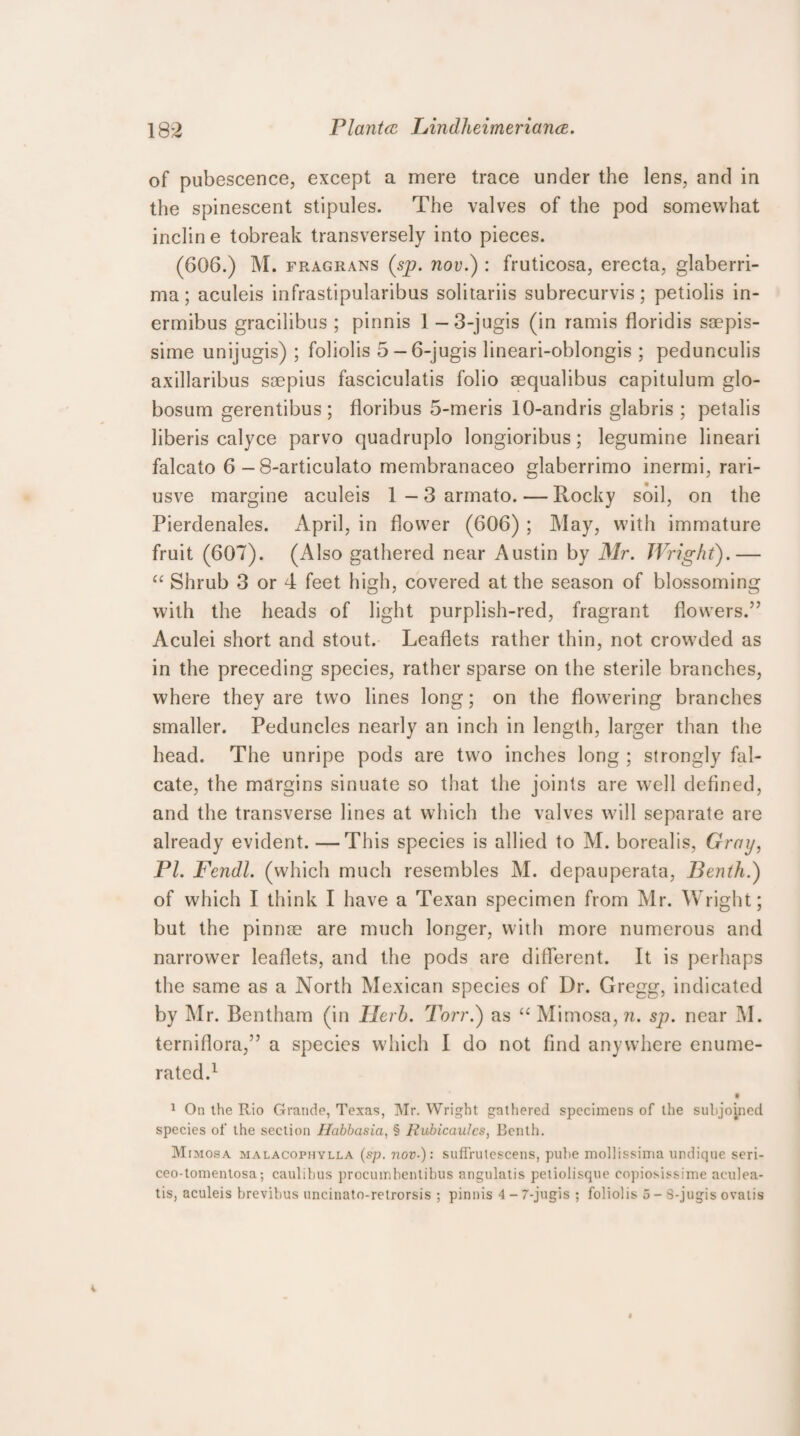 of pubescence, except a mere trace under the lens, and in the spinescent stipules. The valves of the pod somewhat inclin e tobreak transversely into pieces. (606.) M. fragrans (sp. uov.) : fruticosa, erecta, glaberri- ma; aculeis infrastipularibus solitariis subrecurvis; petiolis in- ermibus gracilibus ; pinnis 1 -3-jugis (in ramis floridis saepis- sime unijugis) ; foliolis 5-6-jugis lineari-oblongis ; pedunculis axillaribus saepius fasciculatis folio aequalibus capitulum glo- bosum gerentibus ; floribus 5-meris 10-andris glabris ; petalis liberis calyce parvo quadruplo longioribus; legumine lineari falcato 6 - 8-articulato membranaceo glaberrimo inermi, rari- usve margine aculeis 1-3 armato. — Rocky soil, on the Pierdenales. April, in flower (606) ; May, with immature fruit (607). (Also gathered near Austin by Mr. Wright).— “ Shrub 3 or 4 feet high, covered at the season of blossoming with the heads of light purplish-red, fragrant flowers.” Aculei short and stout. Leaflets rather thin, not crowded as in the preceding species, rather sparse on the sterile branches, where they are two lines long; on the flowering branches smaller. Peduncles nearly an inch in length, larger than the head. The unripe pods are two inches long ; strongly fal¬ cate, the margins sinuate so that the joints are well defined, and the transverse lines at which the valves will separate are already evident. —This species is allied to M. borealis, Gray, PI. Fendl. (which much resembles M. depauperata, Benth.) of which I think I have a Texan specimen from Mr. Wright; but the pinnae are much longer, with more numerous and narrower leaflets, and the pods are different. It is perhaps the same as a North Mexican species of Dr. Gregg, indicated by Mr. Bentham (in Ilerh. Torr.) as “ Mimosa, n. sp. near M. terniflora,” a species which I do not find anywhere enume¬ rated.1 1 On the Rio Grande, Texas, Mr. Wright gathered specimens of the subjoined species ol‘ the section Habbasia, § Hubicaulcs, Benth. Mimosa malacophylla (sp. nov■): suffrulescens, pube mollissima undique seri- ceo-tomentosa; caulibus procumbcnlibus angulatis petiolisque eopiosissime aculea- tis, aculeis brevibus uncinato-retrorsis ; pinnis 4 - 7-jugis ; foliolis 5 - S-jugis ovatis