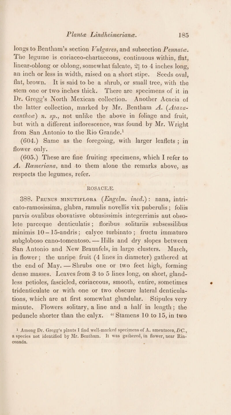 longs to Bentham’s section Vulgares, and subsection Pennaice. The legume is coriaceo-chartaceous, continuous within, flat, linear-oblong or oblong, somewhat falcate, 2| to 4 inches long, an inch or less in width, raised on a short stipe. Seeds oval, flat, brown. It is said to be a shrub, or small tree, with the stem one or two inches thick. There are specimens of it in Dr. Gregg’s North Mexican collection. Another Acacia of the latter collection, marked by Mr. Bent ham A. (.Ataxa- canthece) n. sp., not unlike the above in foliage and fruit, but with a different inflorescence, was found by Mr. Wright from San Antonio to the Rio Grande.1 (604.) Same as the foregoing, with larger leaflets ; in flower only. (605.) These are fine fruiting specimens, which I refer to A. Roemeriana, and to them alone the remarks above, as respects the legumes, refer. ROSACEiE. 388. Prunus minutiflora (Eng elm. ined.) : nana, intri- cato-ramosissima, glabra, ramulis novellis vix puberulis; foliis parvis ovalibus obovatisve obtusissimis integerrimis aut obso¬ lete pareeque denticulatis ; floribus solitariis subsessilibus minimis 10 - 15-andris ; calyce turbinato ; fructu immature subgloboso cano-tomentoso. — Hills and dry slopes between San Antonio and New Braunfels, in large clusters. Match, in flower; the unripe fruit (4 lines in diameter) gathered at the end of May. — Shrubs one or two feet high, forming dense masses. Leaves from 3 to 5 lines long, on short, gland¬ less petioles, fascicled, coriaceous, smooth, entire, sometimes tridenticulate or with one or two obscure lateral denticula- tions, which are at first somewhat glandular. Stipules very minute. Flowers solitary, a line and a half in length; the peduncle shorter than the calyx. “ Stamens 10 to 15, in two 1 Among Dr. Gregg’s plants I find well-marked specimens of A. amentacea, DC., a species not identified by Mr. Bentham. It was gathered, in flower, near Rin- conada.