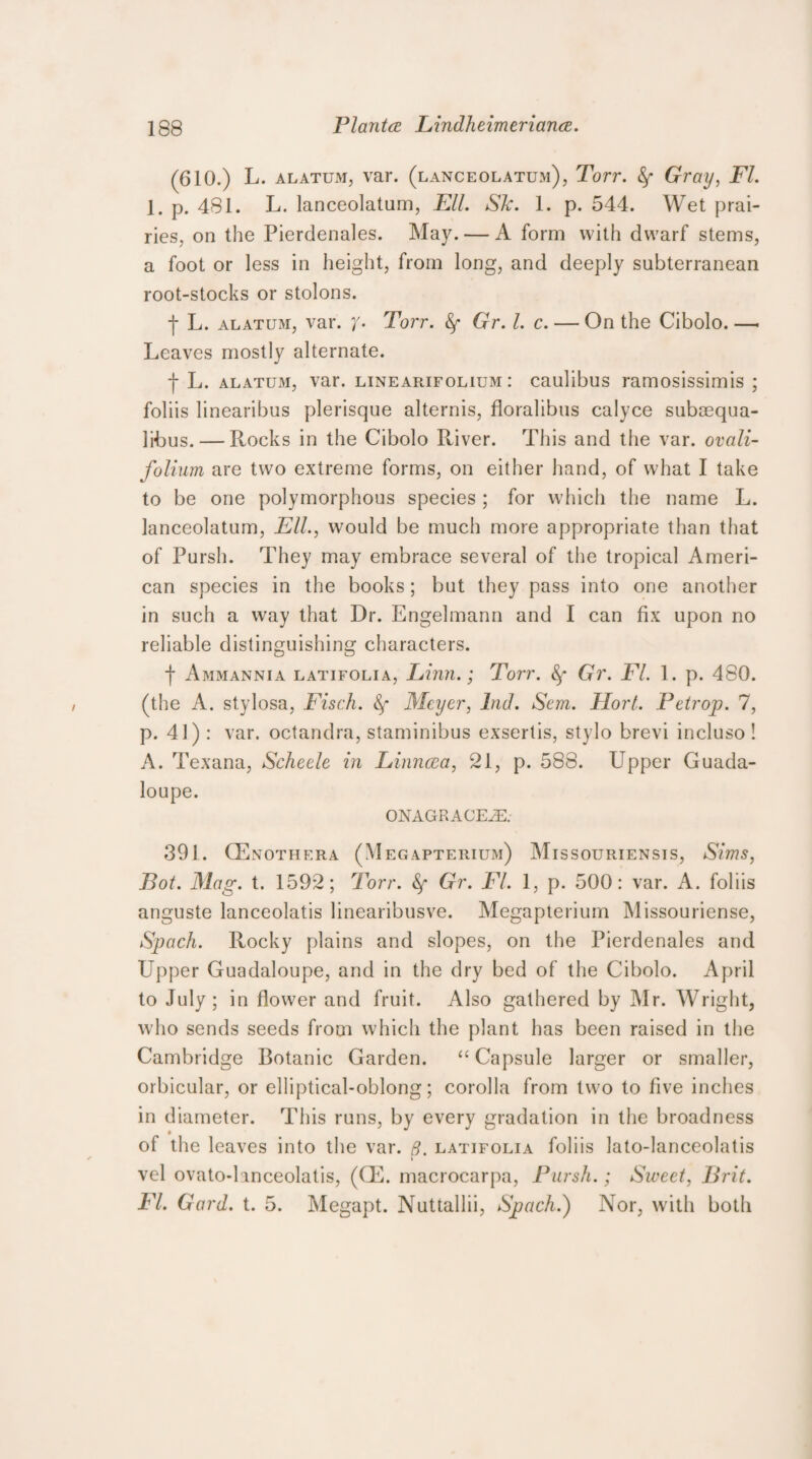 (610.) L. alatum, var. (lanceolatum), Torr. &f Gray, FI. 1. p. 481. L. lanceolatum, Ell. Sk. 1. p. 544. Wet prai¬ ries, on the Pierdenales. May. — A form with dwarf stems, a foot or less in height, from long, and deeply subterranean root-stocks or stolons. j- L. alatum, var. Y- Torr. Gr. 1. c. — On the Cibolo. —. Leaves mostly alternate. f L. alatum, var. linearifolium : caulibus ramosissimis ; foliis linearibus plerisque alternis, floralibus calyce suboequa- lihus. — Rocks in the Cibolo River. This and the var. ovali- folium are two extreme forms, on either hand, of what I take to be one polymorphous species ; for which the name L. lanceolatum, Ell., would be much more appropriate than that of Pursh. They may embrace several of the tropical Ameri¬ can species in the books; but they pass into one another in such a way that Dr. Engelmann and I can fix upon no reliable distinguishing characters. f Ammannia latifolia, Linn.; Torr. Gr. FI. 1. p. 480. (the A. stylosa, Fisch. fy Meyer, hid. Sem. Hort. Petrop. 7, p. 41) : var. octandra, staminibus exsertis, stylo brevi incluso ! A. Texana, Scheele in Linncea, 21, p. 588. Upper Guada- loupe. ONAGRACEiE. 391. CEnothera (Megapterium) Missouriensis, Sims, Pot. Mag. t. 1592; Torr. Gr. FI. 1, p. 500: var. A. foliis anguste lanceolatis linearibusve. Megapterium Missouriense, Spach. Rocky plains and slopes, on the Pierdenales and Upper Guadaloupe, and in the dry bed of the Cibolo. April to July; in flower and fruit. Also gathered by Mr. Wright, who sends seeds from which the plant has been raised in the Cambridge Botanic Garden. “ Capsule larger or smaller, orbicular, or elliptical-oblong; corolla from two to five inches in diameter. This runs, by every gradation in the broadness of the leaves into the var. 8. latifolia foliis Jato-lanceolatis vel ovnto-hnceolatis, (CE. macrocarpa, Pursh.; Sweet, Brit. FI. Gard. t. 5. Megapt. Nuttallii, Spach.) Nor, with both