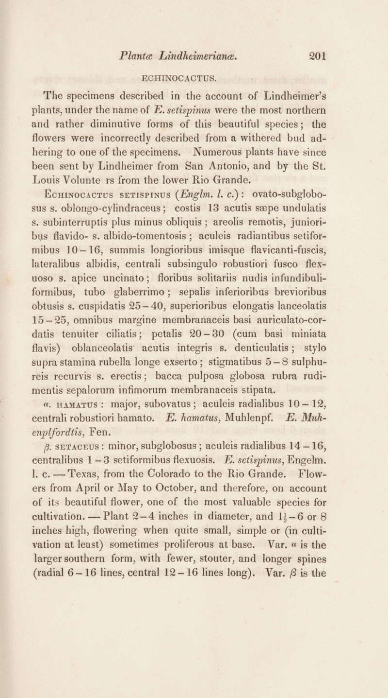 ECHINOCACTUS. The specimens described in the account of Lindheimer’s plants, under the name of E. setispinus were the most northern and rather diminutive forms of this beautiful species; the flowers were incorrectly described from a withered bud ad¬ hering to one of the specimens. Numerous plants have since been sent by Lindheimer from San Antonio, and by the St. Louis Volunte rs from the lower Rio Grande. Echinocactus setispinus (Englm. Z. c.) : ovato-subglobo- sus s. oblongo-cylindraceus; costis 13 acutis ssepe undulatis s. subinterruptis plus minus obliquis ; areolis remotis, juniori- bus flavido- s. albido-tomentosis ; aculeis radiantibus setifor- rnibus 10-16, summis longioribus imisque flavicanti-fuscis, lateralibus albidis, centrali subsingulo robustiori fusco flex- uoso s. apice uncinato; floribus solitariis nudis infundibuli- formibus, tubo glaberrimo; sepalis inferioribus brevioribus obtusis s. cuspidatis 25-40, superioribus elongatis lanceolatis 15-25, omnibus margine membranaceis basi auriculato-cor- datis tenuiter ciliatis; petalis 20-30 (cum basi miniata flavis) oblanceolatis acutis integris s. denticulatis; stylo supra stamina rubella longe exserto ; stigmatibus 5-8 sulphu- reis recurvis s. erectis; bacca pulposa globosa rubra rudi- mentis sepalorum infimorum membranaceis stipata. «. hamatus : major, subovatus; aculeis radialibus 10- 12, centrali robustiori hamato. E. hamatus, Muhlenpf. E. Muh- enplfordtis, Fen. ft. setaceus : minor, subglobosus ; aculeis radialibus 14 - 16, centralibus 1-3 setiformibus flexuosis. E. setispinus, Engelm. 1. c. —Texas, from the Colorado to the Rio Grande. Flow¬ ers from April or May to October, and therefore, on account of its beautiful flower, one of the most valuable species for cultivation. — Plant 2-4 inches in diameter, and 1| — 6 or 8 inches high, flowering when quite small, simple or (in culti¬ vation at least) sometimes proliferous at base. Var. « is the larger southern form, with fewer, stouter, and longer spines (radial 6-16 lines, central 12- 16 lines long). Var. (3 is the