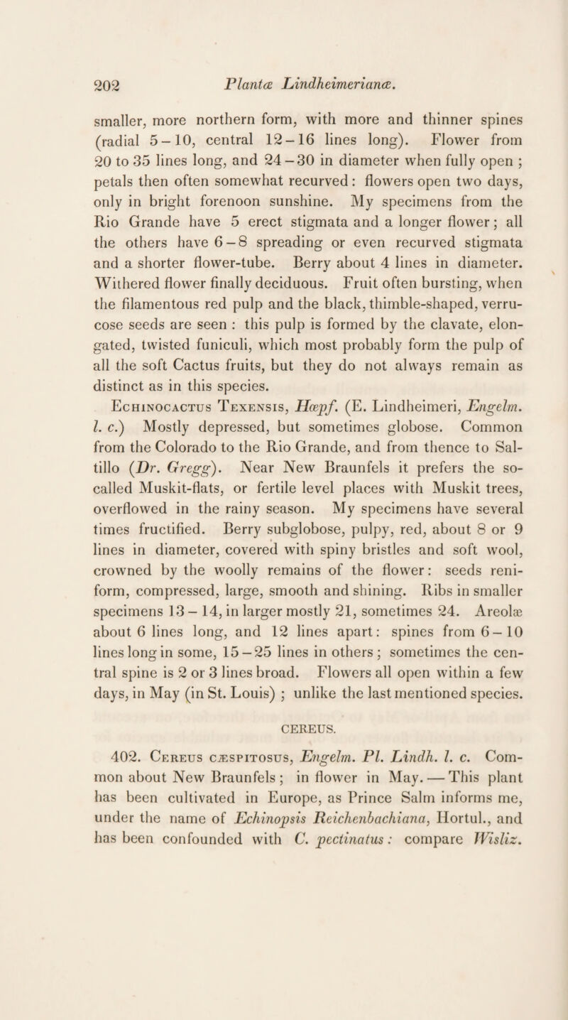 smaller, more northern form, with more and thinner spines (radial 5-10, central 12-16 lines long). Flower from 20 to 35 lines long, and 24 -30 in diameter when fully open ; petals then often somewhat recurved: flowers open two days, only in bright forenoon sunshine. My specimens from the Rio Grande have 5 erect stigmata and a longer flower; all the others have 6-8 spreading or even recurved stigmata and a shorter flower-tube. Berry about 4 lines in diameter. Withered flower finally deciduous. Fruit often bursting, when the filamentous red pulp and the black, thimble-shaped, verru- cose seeds are seen : this pulp is formed by the clavate, elon¬ gated, twisted funiculi, which most probably form the pulp of all the soft Cactus fruits, but they do not always remain as distinct as in this species. Echinocactus Texensis, Hcepf. (E. Lindheimeri, Engelm. 1. c.) Mostly depressed, but sometimes globose. Common from the Colorado to the Rio Grande, and from thence to Sal¬ tillo (Dr. Gregg). Near New Braunfels it prefers the so- called Muskit-flats, or fertile level places with Muskit trees, overflowed in the rainy season. My specimens have several times fructified. Berry subglobose, pulpy, red, about 8 or 9 » lines in diameter, covered with spiny bristles and soft wool, crowned by the woolly remains of the flower: seeds reni- form, compressed, large, smooth and shining. Ribs in smaller specimens 13 - 14, in larger mostly 21, sometimes 24. Areolce about 6 lines long, and 12 lines apart: spines from 6-10 lines long in some, 15 — 25 lines in others; sometimes the cen¬ tral spine is 2 or 3 lines broad. Flowers all open within a few days, in May (in St. Louis) ; unlike the last mentioned species. CEREUS. 402. Cereus ciESPiTosus, Engelm. PI. Lindh. 1. c. Com¬ mon about New Braunfels ; in flower in May. — This plant has been cultivated in Europe, as Prince Salm informs me, under the name of Echhiopsis Reichenbachiana, Hortul., and has been confounded with C. pectinatus: compare Wisliz.