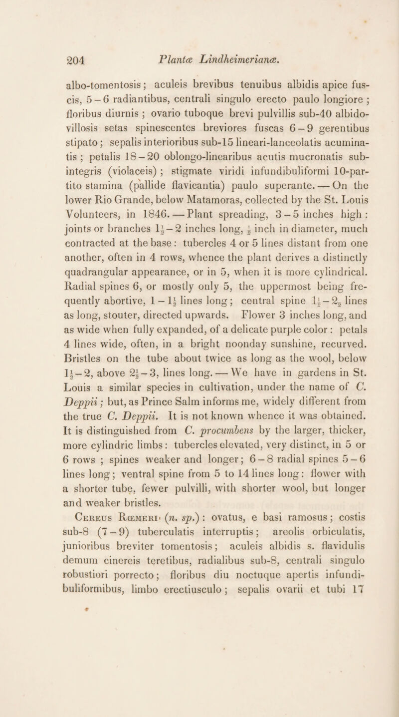 albo-tomentosis; aculeis brevibus tenuibus albidis apice fus- cis, 5-6 radiantibus, centrali singulo erecto paulo longiore ; floribus diurnis ; ovario tuboque brevi pulvillis sub-40 albido- villosis setas spinescentes breviores fuscas 6-9 gerentibus stipato; sepalis interioribus sub-15 lineari-lanceolatis acumina- tis ; petalis 18-20 oblongo-linearibus acutis mucronatis sub- integris (violaceis) ; stigmate viridi infundibuliformi 10-par- tito stamina (pallide flavicantia) paulo superante. — On the lower Rio Grande, below Matamoras, collected by the St. Louis Volunteers, in 1846. — Plant spreading, 3 —5 inches high: joints or branches li —2 inches long, ~ inch in diameter, much contracted at the base : tubercles 4 or 5 lines distant from one another, often in 4 rows, whence the plant derives a distinctly quadrangular appearance, or in 5, when it is more cylindrical. Radial spines 6, or mostly only 5, the uppermost being fre¬ quently abortive, 1 - \\ lines long; central spine l|-2g lines as long, stouter, directed upwards. Flower 3 inches long, and as wide when fully expanded, of a delicate purple color: petals 4 lines wide, often, in a bright noonday sunshine, recurved. Bristles on the tube about twice as long as the wool, below 11 — 2, above 2|-3, lines long. — We have in gardens in St. Louis a similar species in cultivation, under the name of C. Deppii; but, as Prince Salm informs me, widely different from the true C. Deppii. It is not known whence it was obtained. It is distinguished from C. procumbens by the larger, thicker, more cylindric limbs: tubercles elevated, very distinct, in 5 or 6 rows ; spines weaker and longer; 6-8 radial spines 5-6 lines long; ventral spine from 5 to 14 lines long: flower with a shorter tube, fewer pulvilli, with shorter wool, but longer and weaker bristles. Cereus Rcemeri' (n. sp.) : ovatus, e basi ramosus ; costis sub-8 (7-9) tuberculatis interruptis; areolis orbiculatis, junioribus breviter tomentosis; aculeis albidis s. flavidulis demum cinereis teretibus, radialibus sub-8, centrali singulo robustiori porrecto; floribus diu noctuque apertis infundi- buliformibus, limbo erectiusculo; sepalis ovarii et tubi 17