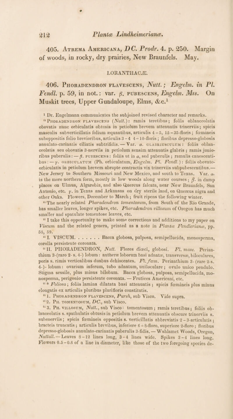 405. Atrema Americana, DC. Prodr. 4. p. 250. Margin of woods, in rocky, dry prairies, New Braunfels. May. LORANTHACJ2. 406. Phoradendron flayescens, Nutt,; Engelm. in PL Fendl. p. 59, in not.: var. pubescens, Engelm. Mss. On Muskit trees, Upper Guadaloupe, Elms, dec.1 1 Dr. Engelmann communicates the subjoined revised character and remarks. “ Phoradendron flavescens (Nutt.): ramis teretibus; foliis oblanceolatis obovatis nunc orbiculatis obtusis in petiolum brevem attenuatis trinerviis; spicis masculis subverticillatis folium aequantibus, articulis 4 - 5, 15-35-floris ; feemineis suboppositis folio brevioribus, articulis 3-4 4-10-floris; floribus depresso-globosis annulato-carinatis ciliatis subtrilidis. — Var. a. glarriusculum : foliis oblan¬ ceolatis seu obovatis 3-nerviis in petiolum sensim attenuatis glabris ; ramis junio- ribus puberulis: — pueescens : foliis ut in a, sed puberulis ; ramulis canescenti- bus:—y. orbiculatum (Ph. orbiculatum, Engelm. PI. Fendl.)-. foliis obovato- orbiculatis in petiolum brevem abrupte contractis vix trinerviis subpubescentibus.— New Jersey to Southern Missouri and New Mexico, and south to Texas. Var. a. is the more northern form, mostly in low woods along water courses ; ft. in damp places on Ulinus, Algarobia, and also Quercus falcata, near New Braunfels, San Antonio, etc. y. in Texas and Arkansas on dry sterile land, on Quercus nigra and other Oaks. Flowers, December to March ; fruit ripens the following winter. “ The nearly related Phoradendron tomentosum, from South of the Rio Grande, has smaller leaves/longer spikes, etc. Phoradendron villosum of Oregon has much smaller and spatulate tomentose leaves, etc. “ I take this opportunity to make some corrections and additions to my paper on Viscum and the related genera, printed as a note in Plantce Fendleriance, pp. 58, 59. “I. VISCUM.Bacca globosa, pulposa, semipellucida, monosperma, corolla persistente coronata. “ II. PHORADENDRON, Nutt. Flores dioeci, globosi. FI. masc. Perian- thium 3-(raro 2- s. 4-) lobum : antherae loborum basi adnatae, transversae, biloculares, poris s. rimis verticalibus duabus dehiscentes. Fl.fcem. Perianthium 3- (rare 2-s. 4-)-lobum: ovarium inferum, tubo adnatum, uniloculare ; ovulo unico pendulo. Stigma sessile, plus minus bilobum. Bacca globosa, pulposa, semipellucida, mo¬ nosperma, perigonio persistente coronata. — Frutices Americani, etc. “* Foliosa; foliis lamina dilatata basi attenuatis; spicis foemineis plus minus elongatis ex articulis pluribus plurifloris constitutis. “ 1. Phoradendron flavescens, Pursh, sub Visco. Vide supra. “2. Ph. tomentosum, DC., sub Visco. “3. Ph. villosum, Nutt., sub Visco: tomentosum; ramis teretibus; foliis ob¬ lanceolatis s. spathulatis obtusis in petiolum brevem attenuatis obscure trinerviis s. subenerviis; spicis foemineis oppositis s. verticillatis abbreviatis 2 - 3-articulalis ; bracteis truncatis ; articulis brevibus, inferiore 6-8-floro, superiore 2-floro; floribus depresso-globosis annulato-carinatis puberulis 3-fidis. — Wahlamet Woods, Oregon, Nuttall. — Leaves 8-12 lines long, 3-4 lines wide. Spikes 3-4 lines long. Flowers 0.5-0.6 of a line in diameter, like those of the two foregoing species de-