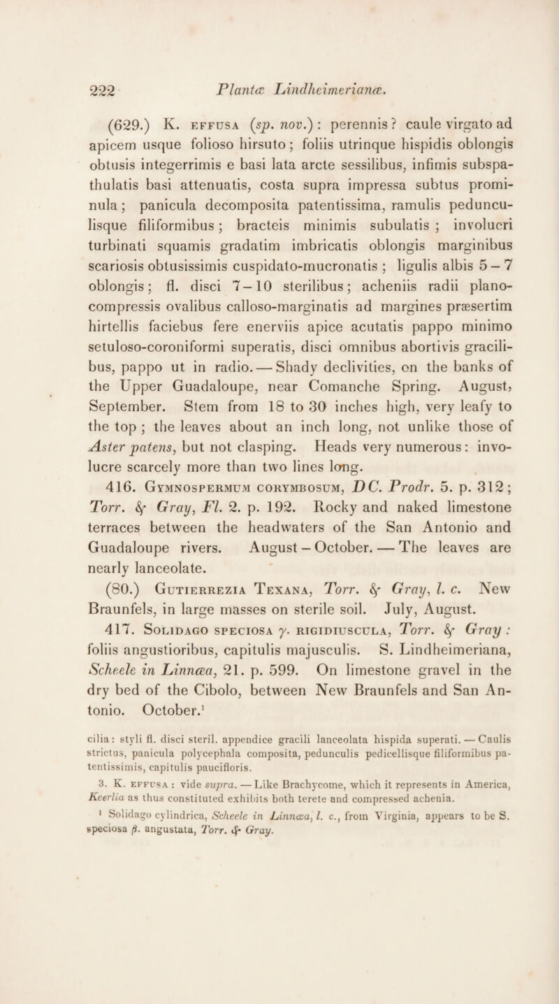 (629.) K. effusa (sp. nov.) : perennis? caule virgato ad apicem usque folioso hirsuto; foliis utrinque hispidis oblongis obtusis integerrimis e basi lata arete sessilibus, infimis subspa- thulatis basi attenuatis, costa supra impressa subtus promi- nula; panicula decomposita patentissima, ramulis peduncu- lisque filiformibus ; bracteis minimis subulatis ; involucri turbinati squamis gradatim imbricatis oblongis marginibus scariosis obtusissimis cuspidato-mucronatis ; ligulis albis 5-7 oblongis; fl. disci 7-10 sterilibus; acheniis radii plano- compressis ovalibus calloso-marginatis ad margines praesertim hirtellis faciebus fere enerviis apice acutatis pappo minimo setuloso-coroniformi superatis, disci omnibus abortivis gracili- bus, pappo ut in radio. — Shady declivities, on the banks of the Upper Guadaloupe, near Comanche Spring. August, September. Stem from 18 to 30 inches high, very leafy to the top ; the leaves about an inch long, not unlike those of Aster patens, but not clasping. Heads very numerous: invo¬ lucre scarcely more than two lines long. 416. Gymnospermum corymbosum, DC. Prodr. 5. p. 312; Torr. Gray, Fl. 2. p. 192. Rocky and naked limestone terraces between the headwaters of the San Antonio and Guadaloupe rivers. August - October. — The leaves are nearly lanceolate. (80.) Gutierrezia Texana, Torr. Gray, l. c. New Braunfels, in large masses on sterile soil. July, August. 417. Solidago speciosa 7. rigidiuscula, Torr. 8f Gray : foliis angustioribus, capitulis majusculis. S. Lindheimeriana, Scheele in Linncea, 21. p. 599. On limestone gravel in the dry bed of the Cibolo, between New Braunfels and San An¬ tonio. October.1 cilia: styli fl. disci steril. appendice gracili lanceolata hispida superati. — Caulis strictus, panicula polycephala composita, pedunculis pedieellisque filiformibus pa- tentissimis, capitulis paucifloris. 3. K. effusa : vide supra. —Like Brachycome, which it represents in America, Keerlia as thus constituted exhibits both terete and compressed achenia. 1 Solidago cylindriea, Scheele in JLinncca, l. c., from Virginia, appears to be S. speciosa /$. angustata, Torr. <|* Gray.