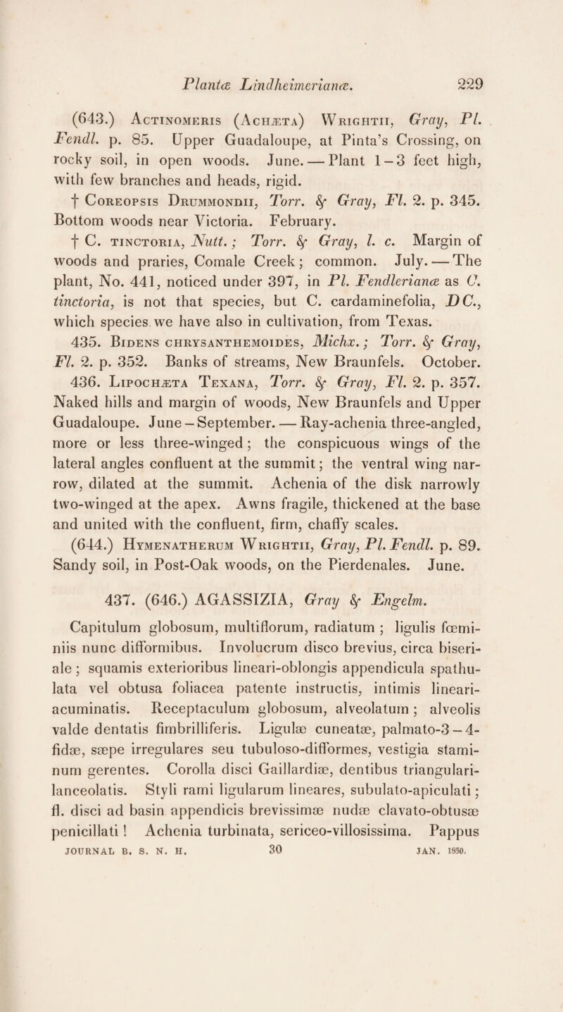 (643.) Actinomeris (Acmta) Wrightit, Gray, PI. Fendl. p. 85. Upper Guadaloupe, at Pinta’s Crossing, on rocky soil, in open woods. June. — Plant 1-3 feet high, with few branches and heads, rigid. f Coreopsis Drummondii, Torr. Gray, FI. 2. p. 345. Bottom woods near Victoria. February. f C. tinctoria, Nutt.; Torr. Gray, I. c. Margin of woods and praries, Comale Creek; common. July.-—The plant, No. 441, noticed under 397, in Pl. Fendleriance as C. tinctoria, is not that species, but C. cardaminefolia, DC., which species we have also in cultivation, from Texas. 435. Bidens chrysanthemoides, Michx.; Torr. Sf Gray, FI. 2. p. 352. Banks of streams, New Braunfels. October. 436. Lipoch^ta Texana, Torr. Gray, FI. 2. p. 357. Naked hills and margin of woods, New Braunfels and Upper Guadaloupe. June - September. — Ray-achenia three-angled, more or less three-w7inged; the conspicuous wings of the lateral angles confluent at the summit; the ventral wing nar¬ row, dilated at the summit. Achenia of the disk narrowly two-winged at the apex. Awns fragile, thickened at the base and united with the confluent, firm, chaffy scales. (644.) Hymenatherum Wrightii, Gray, PI. Fendl. p. 89. Sandy soil, in Post-Oak woods, on the Pierdenales. June. 437. (646.) AGASSIZIA, Gray fy Engelm. Capitulum globosum, multiflorum, radiatum ; ligulis fcemi- niis nunc difformibus. Involucrum disco brevius, circa biseri- ale ; squamis exterioribus lineari-oblongis appendicula spathu- lata vel obtusa foliacea patente instructis, intimis lineari- acuminatis. Receptaculum globosum, alveolatum ; alveolis valde dentatis fimbrilliferis. Ligulse cuneatse, palmato-3 — 4- fidse, smpe irregulares seu tubuloso-diflormes, vestigia starni- num gerentes. Corolla disci Gaillardise, dentibus triangulari- lanceolatis. Styli rami ligularum lineares, subulato-apiculati; fl. disci ad basin appendicis brevissimse nudse clavato-obtusae penicillati! Achenia turbinata, sericeo-villosissima. Pappus JOURNAL B. S. N. H. 30 JAN. 1850,