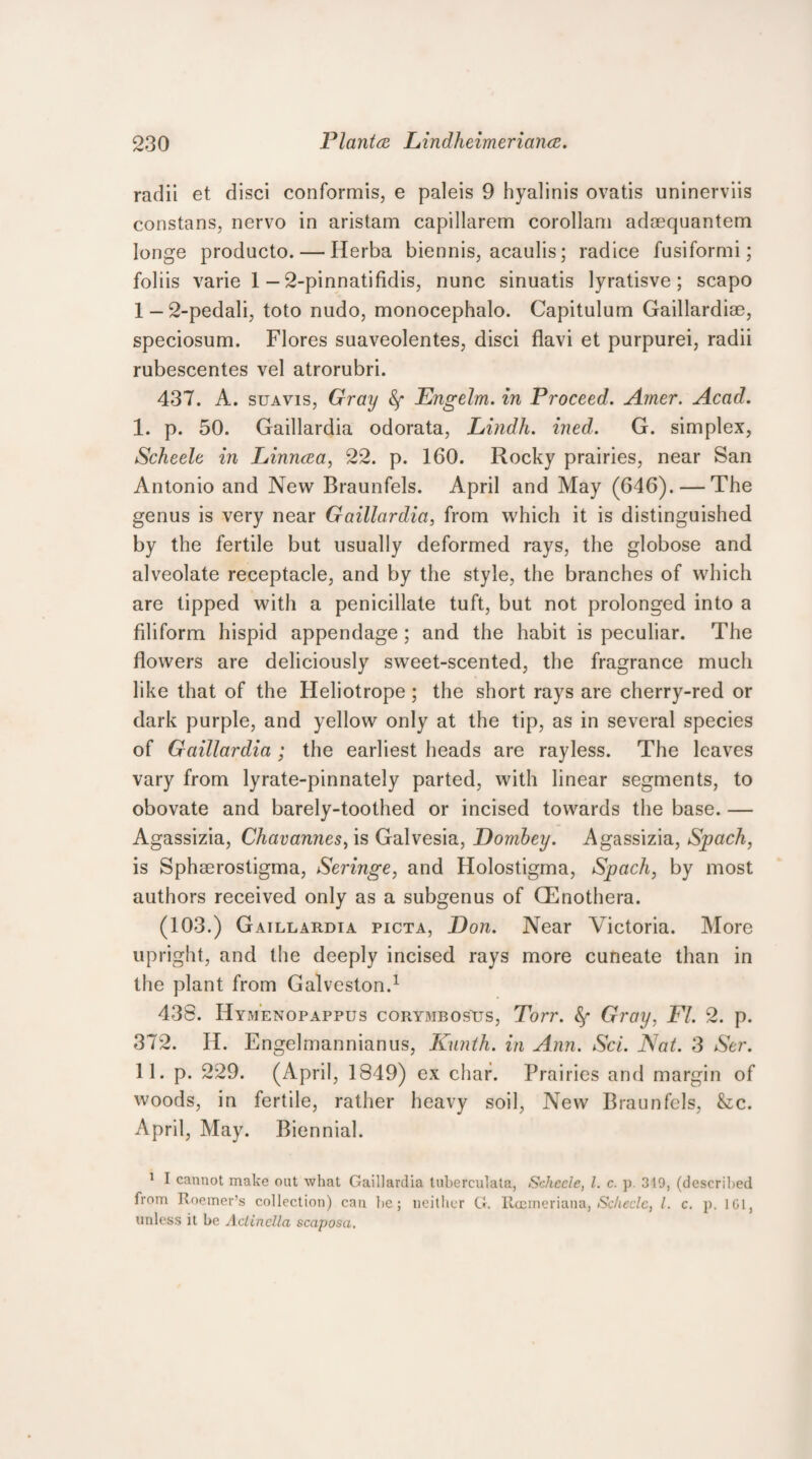 radii et disci conformis, e paleis 9 hyalinis ovatis uninerviis constans, nervo in aristam capillarem corollam admquantem longe producto. — Herba biennis, acaulis; radice fusiformi; foliis varie 1 — 2-pinnatifidis, nunc sinuatis lyratisve; scapo 1-2-pedali, toto nudo, monocephalo. Capitulum Gaillardise, speciosum. Flores suaveolentes, disci flavi et purpurei, radii rubescentes vel atrorubri. 437. A. suavis, Gray Sf Engelm. in Proceed. Amer. Acad. I. p. 50. Gaillardia odorata, Lindh. ined. G. simplex, Scheele in Linncea, 22. p. 160. Rocky prairies, near San Antonio and New Braunfels. April and May (646). — The genus is very near Gaillardia, from which it is distinguished by the fertile but usually deformed rays, the globose and alveolate receptacle, and by the style, the branches of which are tipped with a penicillate tuft, but not prolonged into a filiform hispid appendage ; and the habit is peculiar. The flowers are deliciously sweet-scented, the fragrance much like that of the Heliotrope ; the short rays are cherry-red or dark purple, and yellow only at the tip, as in several species of Gaillardia ; the earliest heads are rayless. The leaves vary from lyrate-pinnately parted, with linear segments, to obovate and barely-toothed or incised towards the base. — Agassizia, Chavannes, is Galvesia, Dombey. Agassizia, Spach, is Sphaerostigma, Seringe, and Holostigma, Spach, by most authors received only as a subgenus of GEnothera. (103.) Gaillardia picta, Don. Near Victoria. More upright, and the deeply incised rays more cuneate than in the plant from Galveston.1 438. IIymenopappus corymbosits, Torr. fy Gray, FI. 2. p. 372. II. Engelmannianus, Kunth. in Ann. Sci. Nat. 3 Ser. II. p. 229. (April, 1849) ex char. Prairies and margin of woods, in fertile, rather heavy soil, New Braunfels, &c. April, May. Biennial. 1 I cannot make oat what Gaillardia tuberculata, Scheele, l. c. p. 319, (described from Roemer’s collection) can be; neither G. Rcemeriana, Scheele, l. c. p. 1GI, unless it be Aclinella scaposa.