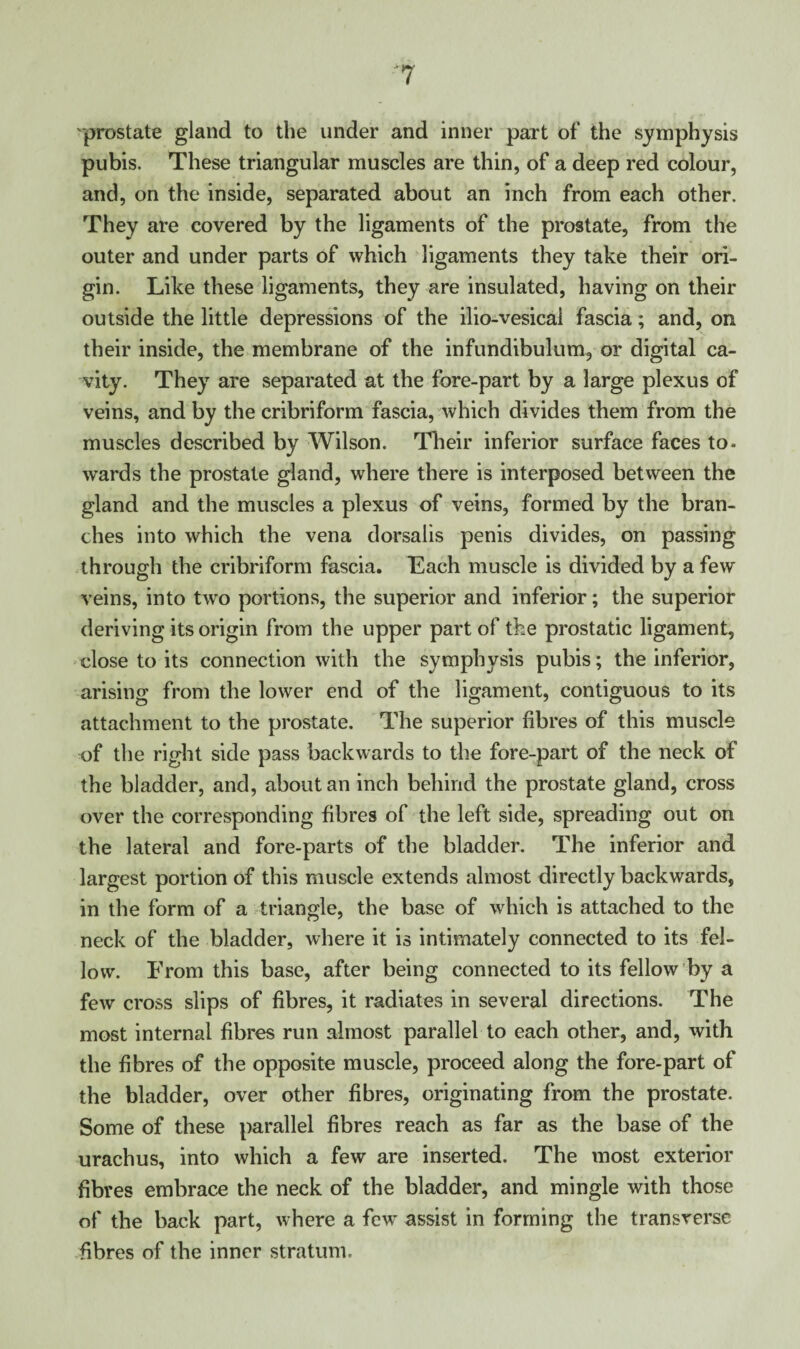 prostate gland to the under and inner part of the symphysis pubis. These triangular muscles are thin, of a deep red colour, and, on the inside, separated about an inch from each other. They are covered by the ligaments of the prostate, from the outer and under parts of which ligaments they take their ori¬ gin. Like these ligaments, they are insulated, having on their outside the little depressions of the ilio-vesical fascia; and, on their inside, the membrane of the infundibulum, or digital ca¬ vity. They are separated at the fore-part by a large plexus of veins, and by the cribriform fascia, which divides them from the muscles described by Wilson. Their inferior surface faces to¬ wards the prostate gland, where there is interposed between the gland and the muscles a plexus of veins, formed by the bran¬ ches into which the vena dorsalis penis divides, on passing through the cribriform fascia. Each muscle is divided by a few veins, into two portions, the superior and inferior; the superior deriving its origin from the upper part of the prostatic ligament, close to its connection with the symphysis pubis; the inferior, arising from the lower end of the ligament, contiguous to its attachment to the prostate. The superior fibres of this muscle of the right side pass backwards to the fore-part of the neck of the bladder, and, about an inch behind the prostate gland, cross over the corresponding fibres of the left side, spreading out on the lateral and fore-parts of the bladder. The inferior and largest portion of this muscle extends almost directly backwards, in the form of a triangle, the base of which is attached to the neck of the bladder, where it is intimately connected to its fel¬ low. From this base, after being connected to its fellow by a few cross slips of fibres, it radiates in several directions. The most internal fibres run almost parallel to each other, and, with the fibres of the opposite muscle, proceed along the fore-part of the bladder, over other fibres, originating from the prostate. Some of these parallel fibres reach as far as the base of the urachus, into which a few are inserted. The most exterior fibres embrace the neck of the bladder, and mingle with those of the back part, where a few' assist in forming the transverse fibres of the inner stratum.