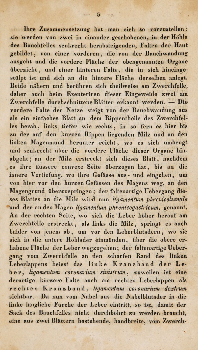 Ihre Zusammensetzung hat man sich so vorzustellen : sie werden von zwei in einander geschobenen, in der Höhle des Bauchfelles senkrecht herabsteigenden, Falten der Haut gebildet, von einer vorderen, die von der Bauchwandung ausgeht und die vordere Fläche der obengenannten Organe überzieht, und einer hinteren Falte, die in sich hineinge¬ stülpt ist und sich an die hintere Fläche derselben anlegt. Beide nähern und berühren sich th eil weise am Zwerchfelle, daher auch beim Exenteriren dieser Eingeweide zwei am Zwerchfelle durchschnittene Blätter erkannt werden. — Die vordere Falte der Netze steigt von der Bauchwandung aus als ein einfaches Blatt an dem Rippentheile des Zwerchfel¬ les herab, links tiefer wie rechts, in so fern es hier bis zu der auf den kurzen Rippen liegenden Milz und an den linken Magenmund herunter reicht, wo es sich umbeugt und senkrecht über die vordere Fläche dieser Organe hin- abgeht 5 an der Milz erstreckt sich dieses Blatt, nachdem es ihre äussere convexe Seite überzogen hat, bis an die innere Vertiefung, wo ihre Gefässe aus- und eingehen, um von hier vor den kurzen Gefässen des Magens weg, an den Magengrund überzuspringen 5 der faltenartige Uebergang die¬ ses Blattes an die Milz wird nun ligamentum phrenicolienale und der an den Magen ligamentum phrenicogastricum, genannt. An der rechten Seite, wo sich die Leber höher herauf am Zwerchfelle erstreckt, als links die Milz, springt es auch bälder von jenem ab, um vor den Leberblutadern, wo sie sich in die untere Hohlader einmünden, über die obere er¬ habene Fläche der Leber wegzugehen 5 der faltenartige Ueber¬ gang vom Zwerchfelle an den scharfen Rand des linken Leberlappens heisst das linke Kranzband der Le¬ ber, ligamentum coronarium sinistrum, zuweilen ist eine derartige kürzere Falte auch am rechten Leberlappen als rechtes Kranzband, ligamentum coronarium dextrum sichtbar. Da nun vom Nabel aus die Nabelblutader in die linke längliche Furche der Leber eintritt, so ist, damit der Sack des Bauchfelles nicht durchbohrt zu werden braucht, eine aus zwei Blättern bestehende, handbreite, vom Zwerch- V
