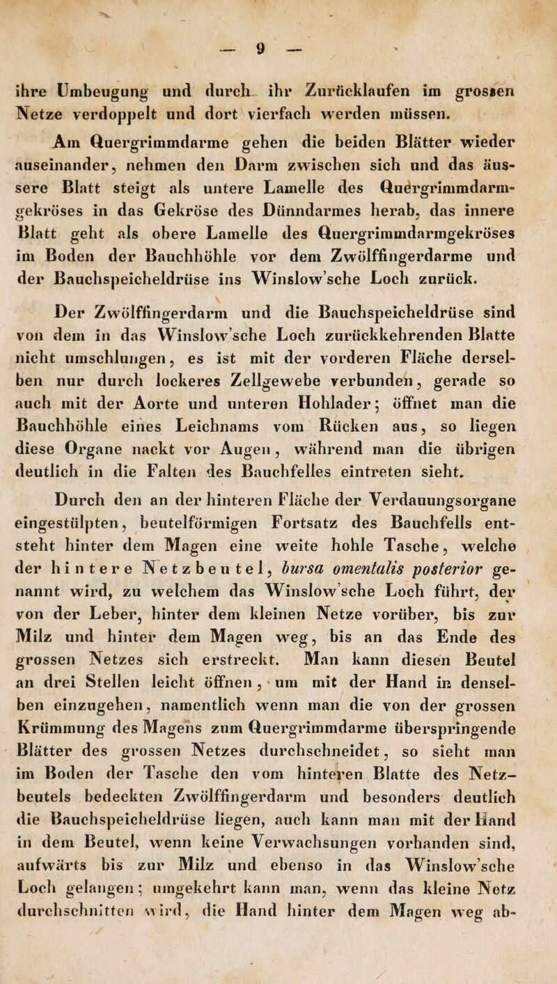 ihre Umbeugung und durch ihr Zurücklaufen im grossen Netze verdoppelt und dort vierfach werden müssen. Am Quergrimmdarme gehen die beiden Blätter wieder auseinander, nehmen den Darm zwischen sich und das äus¬ sere Blatt steigt als untere Lamelle des Quörgrimmdarm- gekröses in das Gekröse des Dünndarmes herab, das innere Blatt geht als obere Lamelle des Quergrimmdarmgekröses im Boden der Bauchhöhle vor dem Zwölffingerdärme und der Bauchspeicheldrüse ins Winslow’sche Loch zurück. Der Zwölffingerdarm und die Bauchspeicheldrüse sind von dem in das Winslow’sche Loch zurückkehrenden Blatte nicht umschlungen, es ist mit der vorderen Fläche dersel¬ ben nur durch lockeres Zellgewebe verbunden, gerade so auch mit der Aorte und unteren Hohlader 5 öffnet man die Bauchhöhle eines Leichnams vom Rücken aus, so liegen diese Organe nackt vor Augen, während man die übrigen deutlich in die Falten des Bauchfelles eintreten sieht. Durch den an der hinteren Fläche der Verdauungsorgane eingestülpten, beutelförmigen Fortsatz des Bauchfells ent¬ steht hinter dem Magen eine weite hohle Tasche, welche der hintere Netzbeutel, bursa omentalis posterior ge¬ nannt wird, zu welchem das Winslow’sche Loch führt, der von der Leber, hinter dem kleinen Netze vorüber, bis zur Milz und hinter dem Magen weg, bis an das Ende des grossen Netzes sich erstreckt. Man kann diesen Beutel an drei Stellen leicht öffnen , um mit der Hand in densel¬ ben einzugehen, namentlich wenn man die von der grossen Krümmung des Magens zum Quergrimmdarme überspringende Blätter des grossen Netzes durchschneidet, so sieht man im Boden der Tasche den vom hinteren Blatte des Netz¬ beutels bedeckten Zwölffingerdarm und besonders deutlich die Bauchspeicheldrüse liegen, auch kann man mit der Hand in dem Beutel, wenn keine Verwachsungen vorhanden sind, aufwärts bis zur Milz und ebenso in das Winslow’sche Loch gelangen ; umgekehrt kann man, wenn das kleine Netz durchschnitten wird, die Hand hinter dem Magen weg ab-