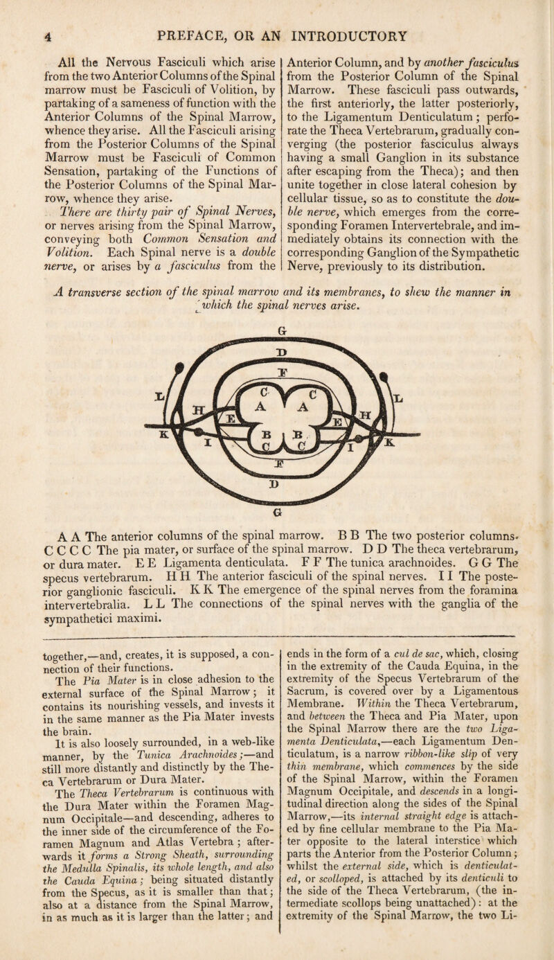 All the Nervous Fasciculi which arise from the two Anterior Columns of the Spinal marrow must be Fasciculi of Volition, by partaking of a sameness of function with the Anterior Columns of the Spinal Marrow, whence they arise. All the Fasciculi arising from the Posterior Columns of the Spinal Marrow must be Fasciculi of Common Sensation, partaking of the Functions of the Posterior Columns of the Spinal Mar¬ row, whence they arise. There are thirty pair oj Spinal Nerves, or nerves arising from the Spinal Marrow, conveying both Common Sensation and Volition. Each Spinal nerve is a double nerve, or arises by a fasciculus from the Anterior Column, and by another fasciculus from the Posterior Column of the Spinal Marrow. These fasciculi pass outwards, the first anteriorly, the latter posteriorly, to the Ligamentum Denticulatum; perfo¬ rate the Theca Vertebrarum, gradually con¬ verging (the posterior fasciculus always having a small Ganglion in its substance after escaping from the Theca); and then unite together in close lateral cohesion by cellular tissue, so as to constitute the dou¬ ble nerve, which emerges from the corre¬ sponding Foramen Intervertebrale, and im¬ mediately obtains its connection with the corresponding Ganglion of the Sympathetic Nerve, previously to its distribution. A transverse section of the spinal mcirrow and its membranes, to shew the manner in ' which the spinal nerves arise. G A A The anterior columns of the spinal marrow. B B The two posterior columns. C C C C The pia mater, or surface of the spinal marrow. D D The theca vertebrarum, or dura mater. E E Ligamenta denticulata. F F The tunica arachnoides. G G The specus vertebrarum. H H The anterior fasciculi of the spinal nerves. 11 The poste¬ rior ganglionic fasciculi. K K The emergence of the spinal nerves from the foramina intervertebralia. L L The connections of the spinal nerves with the ganglia of the sympathetic! maximi. together,—and, creates, it is supposed, a con¬ nection of their functions. The Pia Mater is in close adhesion to the external surface of the Spinal Marrow; it contains its nourishing vessels, and invests it in the same manner as the Pia Mater invests the brain. It is also loosely surrounded, in a web-like manner, by the Tunica Arachnoides;—and still more distantly and distinctly by the The¬ ca Vertebrarum or Dura Mater. The Theca Vertebrarum is continuous with the Dura Mater within the Foramen Mag¬ num Occipitale—and descending, adheres to the inner side of the circumference of the Fo¬ ramen Magnum and Atlas Vertebra ; after¬ wards it forms a Strong Sheath, surrounding the Medulla Spinalis, its whole length, and also the Cauda Equina; being situated distantly from the Specus, as it is smaller than that; also at a distance from the Spinal Marrow, in as much as it is larger than the latter; and ends in the form of a cul de sac, which, closing in the extremity of the Cauda Equina, in the extremity of the Specus Vertebrarum of the Sacrum, is covered over by a Ligamentous Membrane. Within the Theca Vertebrarum, and between the Theca and Pia Mater, upon the Spinal Marrow there are the two Liga¬ menta Denticulata,—each Ligamentum Den¬ ticulatum, is a narrow ribbon-like slip of very thin membrane, which commences by the side of the Spinal Marrow, within the Foramen Magnum Occipitale, and descends in a longi¬ tudinal direction along the sides of the Spinal Marrow,—its internal straight edge is attach¬ ed by fine cellular membrane to the Pia Ma¬ ter opposite to the lateral interstice which parts the Anterior from the Posterior Column; whilst the external side, which is denticulat¬ ed, or scolloped, is attached by its denticuli to the side of the Theca Vertebrarum, (the in¬ termediate scollops being unattached) : at the extremity of the Spinal Marrow, the two Li-