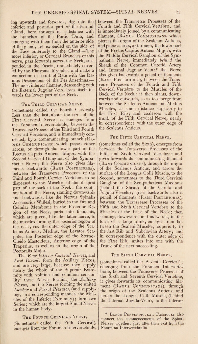 ing upwards and forwards, dig into the inferior and posterior part of the Parotid Gland, bore through its substance with the branches of the Portio Dura, and emerging with them from the anterior side of the gland, are expended on the side of the Face anteriorly to the Gland.—The more inferior, or Cervical Branches of this nerve, pass forwards across the Neck, sus¬ pended in the Fascia, immediately cover¬ ed by the Platysma Myoides, and make a connection or a sort of Rete with the Ra¬ mus Descendens of the Pes Anserinus.— The most inferior filament, descending with the External Jugular Vein, loses itself to¬ wards the lower part of the Neck. The Third Cervical Nerve, (sometimes called the Fourth Cervical). Less than the last, about the size of the First Cervical Nerve; it emerges from the Foramen Intervertebrale, between the Transverse Process of the Third and Fourth Cervical Vertebrae, and is immediately con¬ nected, by a communicating branch (Ra¬ mus Communicans), which passes either across, or through the lower part of the Rectus Capitis Anticus Major, with the Second Cervical Ganglion of the Sympa¬ thetic Nerve; the Nerve also gives fila¬ ments backwards (Rami Posteriores), between the Transverse Processes of the Third and Fourth Cervical Vertebrae, to be dispersed to the Muscles of the deepest part of the back of the Neck: the conti¬ nuation of the Nerve, slanting downwards and backwards, like the Nervus Spinalis Accessorius Willesi, buried in the Fat and Cellular Membrane in the Posterior Re¬ gion of the Neck, parts into filaments, which are given, like the latter nerve, to the muscles forming the posterior region of the neck, viz. the outer edge of the Sca¬ lenus Anticus, Medius, the Levator Sca¬ pulae, the Posterior edge of the Sterno- Cleido Mastoideus, Anterior edge of the Trapezius, as well as to the origin of the Pectoralis Major. The Four Inferior Cervical Nerves, and First Dorsal, form the Axillary Plexus, and are very large, because they supply nearly the whole of the Superior Extre¬ mity with volition and common sensibi¬ lity: these Nerves forming the Axillary Plexus, and the Nerves forming the united Lumbar and Sacral Plexuses, (and supply¬ ing, in a corresponding manner, the Mus¬ cles of the Inferior Extremity); form two Series; which are the largest Spinal Nerves in the human body. The Fourth Cervical Nerve, (Sometimes called the Fifth Cervical), emerges from the Foramen Intervertebrale, between the Transverse Processes of the Fourth and Fifth Cervical Vertebrae, and is immediately joined by a communicating filament, (Ramus Communicans, which pierces the origin of the Scalenus Anticus, and passes across, or through, the lower part of the Rectus Capitis Anticus Major), with the Middle Cervical Ganglion of the Sym¬ pathetic Nerve, immediately behind the Sheath of the Common Carotid Artery and Internal Jugular Vein;* the Nerve also gives backwards a pencil of filaments (Rami Posteriores), between the Trans¬ verse Processes of the Fourth and Fifth Cervical Vertebrse to the Muscles of the Back of the Neck: it then slants, down¬ wards and outwards, so as to emerge from between the Scalenus Anticus and Medius Muscles, at some distance superiorly to the First Rib; and coalesces with the trunk of the Fifth Cervical Nerve, nearly in correspondence with the outer edge of the Scalenus Anticus. The Fifth Cervical Nerve, (sometimes called the Sixth), emerges from between the Transverse Processes of the Fifth and Sixth Cervical Vertebrse; and gives forwards its communicating filament (Rami Communicans), through the origin of the Scalenus Anticus, and across the surface of the Longus Colli Muscle, to the Second, sometimes to the Third Cervical Ganglion of the Sympatheticus Maximus (behind the Sheath of the Carotid and Jugular Vessels); gives backwards also a pencil of filaments (Rami Posteriores), between the Transverse Processes of the Fifth and Sixth Cervical Vertebrse to the Muscles of the back of the Neck; then slanting, downwards and outwards, in the form of a large trunk, emerges from be¬ tween the Scaleni Muscles, superiorly to the first Rib and Subclavian Artery; and in correspondence with the outer edge of the First Rib, unites into one with the Trunk of the next succeeding. The Sixth Cervical Nerve, (sometimes called the Seventh Cervical); emerging from the Foramen Interverte¬ brale, between the Transverse Processes of the Sixth and Seventh Cervical Vertebrae, it gives forwards its communicating fila¬ ment (Ramus Communicans), through the origin of the Scalenus Anticus, and across the Longus Colli Muscle, (behind the Internal JugularVein), to the Inferior * Large Perpendicular Fasciculi also connect the commencements of the Spinal Nerves together, just after their exit from the Foramina Intervertebralia.