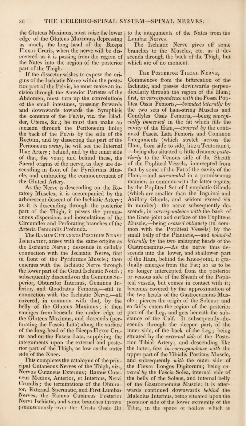 the Gluteus Maximus, must raise the lower edge of the Gluteus Maximus, depressing as much, the long head of the Biceps Flexor Cruris, when the nerve will be dis¬ covered as it is passing from the region of the Nates into the region of the posterior part of the Thigh. If the dissector wishes to expose the ori¬ gins of the Ischiatic Nerve within the poste¬ rior part of the Pelvis, he must make an in¬ cision through the Anterior Parietes of the Abdomen, must turn up the convolutions of the small intestines, pressing forwards and downwards towards the Symphisis the contents of the Pelvis, viz. the Blad¬ der, Uterus, &c.; he must then make an incision through the Peritoneum lining the back of the Pelvis by the side of the Rectum, and by dissecting this part of the Peritoneum away, he will see the Internal Iliac Artery ; behind, and by the inner side of that, the vein; and behind these, the Sacral origins of the nerve, as they are de¬ scending in front of the Pyriformis Mus¬ cle, and embracing the commencement of the Gluteal Artery. As the Nerve is descending on the Ro¬ tatory Muscles, it is accompanied by the arborescent descent of the Ischiatic Artery; as it is descending through the posterior part of the Thigh, it passes the promis¬ cuous dispersions and inosculations of the Circumflex and Perforating branches of the Arteria Femoralis Profunda. The Ramus Cutaneus Posticus Nervi Ischiatici, arises with the same origins as the Ischiatic Nerve; descends in cellular connection with the Ischiatic Nerve, first in front of the Pyriformis Muscle; then emerges with the Ischiatic Nerve through the lower part of the Great Ischiatic Notch ; subsequently descends on the Geminus Su¬ perior, Obturator Internus, Geminus In¬ ferior, and Quadratus Femoris,—still in connection with the Ischiatic Nerve,—all covered, in common with that, by the belly of the Gluteus Maximus; it then emerges from beneath the under edge of the Gluteus Maximus, and descends (per¬ forating the Fascia Lata) along the surface of the long head of the Biceps Flexor Cru¬ ris and on the Fascia Lata, supplying the integuments upon the external and poste¬ rior part of the Thigh, as low as the outer side of the Knee. This completes the catalogue of the prin¬ cipal Cutaneous Nerves of the Thigh, viz., Nervus Cutaneus Externus; Ramus Cuta¬ neus Medius, Anterior, et Internus, Nervi Cruralis; the terminations of the Obtura¬ tor, External Spermatic, and First Lumbar Nerves, the Ramus Cutaneus Posterior Nervi Ischiatic, and some branches thrown promiscuously over the Crista Ossis Ilii to the integuments of the Nates from the Lumbar Nerves. The Ischiatic Nerve gives off some branches to the Muscles, etc. as it de¬ scends through the back of the Thigh, but which are of no moment. The Posterior Tibial Nerve, Commences from the bifurcation of the Ischiatic, and passes downwards perpen¬ dicularly through the region of the Ham; first, in correspondence with the Fossa Pop- litea Ossis Femoris,—hounded laterally by the two sets of ham-string Muscles and Condyles Ossis Femoris,—being superfi¬ cially immersed in the fat which fills the cavity of the Ham,—covered by the conti¬ nued Fascia Lata Femoris and Common Integuments (which stretch across the Ham, from side to side, like a Tentorium), —being also situated a little distance poste¬ riorly to the Venous side of the Sheath of the Popliteal Vessels, intercepted from that by some of the Fat of the cavity of the Ham,—and surrounded in a promiscuous manner, in common with the latter organs, by the Popliteal Set of Lymphatic Glands (which are smaller than the Inguinal and Axillary Glands, and seldom exceed six in number): the nerve subsequently de¬ scends, in correspondence with the back of the Knee-joint and surface of the Popliteus Muscle,—being crossed obliquely (in com¬ mon with the Popliteal Vessels) by the small belly of the Plantaris,—and bounded laterally by the two enlarging heads of the Gastrocnemius.—As the nerve thus de¬ scends into the lower, and shallower part of the Ham, behind the Knee-joint, it gra¬ dually emerges from the Fat; so as to be no longer intercepted from the posterior or venous side of the Sheath of the Popli¬ teal vessels, but comes in contact with it; becomes covered by the approximation of the two heads of the Gastrocnemius Mus¬ cle ; pierces the origin of the Soleus; and so fairly enters the region of the posterior part of the Leg, and gets beneath the sub¬ stance of the Calf. It subsequently de¬ scends through the deeper part, of the inner side, of the back of the Leg; being situated by the external side of the Poste¬ rior Tibial Artery; and descending like the latter, first in correspondence with the upper part of the Tibialis Posticus Muscle, and subsequently with the outer side of the Flexor Longns Digitorum; being co¬ vered by the Fascia Solea, internal side of the belly of the Soleus, and internal belly of the Gastrocnemius Muscle; it is after¬ wards continued downwards behind the Maleolus Internus, being situated upon the posterior side of the lower extremity of the Tibia, in the space or hollow which is