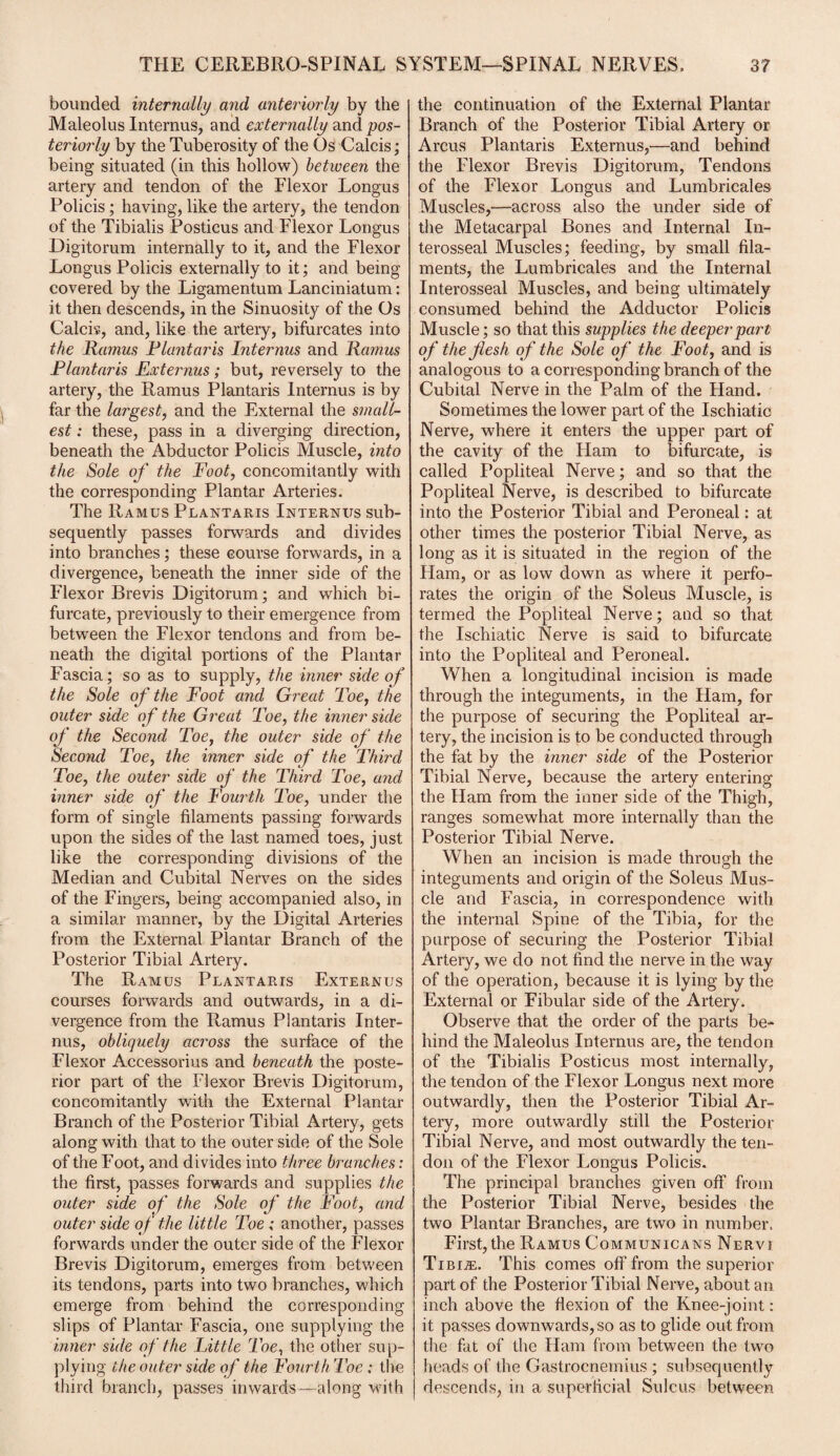 bounded internally and anteriorly by the Maleolus Internus, and externally and pos¬ teriorly by the Tuberosity of the Os Calcis; being situated (in this hollow) between the artery and tendon of the Flexor Longus Policis; having, like the artery, the tendon of the Tibialis Posticus and Flexor Longus Digitorum internally to it, and the Flexor Longus Policis externally to it; and being covered by the Ligamentum Lanciniatum: it then descends, in the Sinuosity of the Os Calcis, and, like the artery, bifurcates into the Ramus Plantaris Internus and Ramus Plantaris Externus; but, reversely to the artery, the Ramus Plantaris Internus is by far the largest, and the External the small¬ est : these, pass in a diverging direction, beneath the Abductor Policis Muscle, into the Sole of the Foot, concomitantly with the corresponding Plantar Arteries. The Ramus Plantaris Internus sub¬ sequently passes forwards and divides into branches; these course forwards, in a divergence, beneath the inner side of the Flexor Brevis Digitorum; and which bi¬ furcate, previously to their emergence from between the Flexor tendons and from be¬ neath the digital portions of the Plantar Fascia; so as to supply, the inner side of the Sole of the Foot and Great Toe, the outer side of the Great Toe, the inner side of the Second Toe, the outer side of the Second Toe, the inner side of the Third Toe, the outer side of the Third Toe, and inner side of the Fourth Toe, under the form of single filaments passing forwards upon the sides of the last named toes, just like the corresponding divisions of the Median and Cubital Nerves on the sides of the Fingers, being accompanied also, in a similar manner, by the Digital Arteries from the External Plantar Branch of the Posterior Tibial Artery. The Ramus Plantaris Externus courses forwards and outwards, in a di¬ vergence from the Ramus Plantaris Inter¬ nus, obliquely across the surface of the Flexor Accessorius and beneath the poste¬ rior part of the Flexor Brevis Digitorum, concomitantly with the External Plantar Branch of the Posterior Tibial Artery, gets along with that to the outer side of the Sole of the Foot, and divides into three branches: the first, passes forwards and supplies the outer side of the Sole of the Foot, and outer side of the little Toe: another, passes forwards under the outer side of the Flexor Brevis Digitorum, emerges from between its tendons, parts into two branches, which emerge from behind the corresponding slips of Plantar Fascia, one supplying the inner side of the Little Toe, the other sup¬ plying the outer side of the FourthToe: the third branch, passes inwards—along with the continuation of the External Plantar Branch of the Posterior Tibial Artery or Arcus Plantaris Externus,—and behind the Flexor Brevis Digitorum, Tendons of the Flexor Longus and Lumbricales Muscles,—across also the under side of the Metacarpal Bones and Internal In¬ terosseal Muscles; feeding, by small fila¬ ments, the Lumbricales and the Internal Interosseal Muscles, and being ultimately consumed behind the Adductor Policis Muscle; so that this supplies the deeper part of the flesh of the Sole of the Foot, and is analogous to a corresponding branch of the Cubital Nerve in the Palm of the Hand. Sometimes the lower part of the Ischiatic Nerve, where it enters the upper part of the cavity of the Ham to bifurcate, is called Popliteal Nerve; and so that the Popliteal Nerve, is described to bifurcate into the Posterior Tibial and Peroneal: at other times the posterior Tibial Nerve, as long as it is situated in the region of the Ham, or as low down as where it perfo¬ rates the origin of the Soleus Muscle, is termed the Popliteal Nerve; and so that the Ischiatic Nerve is said to bifurcate into the Popliteal and Peroneal. When a longitudinal incision is made through the integuments, in the Ham, for the purpose of securing the Popliteal ar¬ tery, the incision is to be conducted through the fat by the inner side of the Posterior Tibial Nerve, because the artery entering the Ham from the inner side of the Thigh, ranges somewhat more internally than the Posterior Tibial Nerve. When an incision is made through the integuments and origin of the Soleus Mus¬ cle and Fascia, in correspondence with the internal Spine of the Tibia, for the purpose of securing the Posterior Tibial Artery, we do not find the nerve in the way of the operation, because it is lying by the External or Fibular side of the Artery. Observe that the order of the parts be¬ hind the Maleolus Internus are, the tendon of the Tibialis Posticus most internally, the tendon of the Flexor Longus next more outwardly, then the Posterior Tibial Ar¬ tery, more outwardly still the Posterior Tibial Nerve, and most outwardly the ten¬ don of the Flexor Longus Policis. The principal branches given off from the Posterior Tibial Nerve, besides the two Plantar Branches, are two in number. First, the Ramus Communicans Nervi Tibiae. This comes off from the superior part of the Posterior Tibial Nerve, about an inch above the flexion of the Knee-joint: it passes downwards, so as to glide out from the fat of the Ham from between the two heads of the Gastrocnemius; subsequently descends, in a superficial Sulcus between