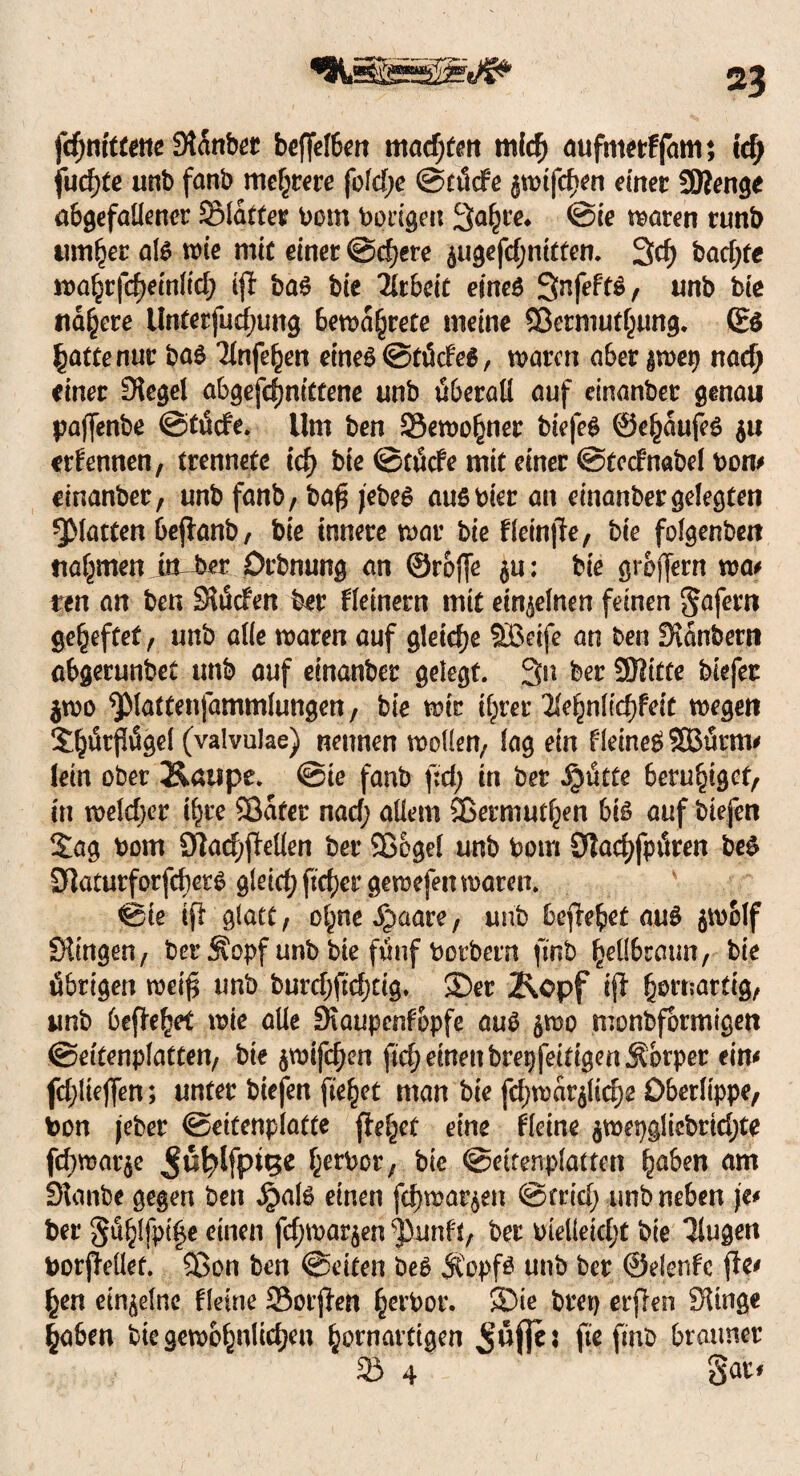 fdjntoettß Stanber beffel6en mad;ten mfd) aufnterffam; tcf; fud)te unb fanb mehrere fofd;e @cüde ^tnfcfKn einer SÖienge abgefallencr SMatfer botn Porigen Sa^re* ©ie traten runb innrer als wie mit einer @cf)ere äugefdjnitfen. 3$ bad;fc wü§tfd)etn(td) tff bas bie Arbeit eines Snfefts, unb bie nähere Untetfudjung 6ema§rete meine Sßctmuthung. (S$ hatte nur bas Tlnfe^en eines ©tücfeS, waren aber gwep nad) einet Siegel abgefcfjnittene unb überall auf einanber genau pajjenbe ©tüde. Um ben 23ewohner tiefes ©ehaufeS $u externen, trennete id) bie ©tütfe mit einer ©tednabel bom einanber, unb fanb, bap jebeS aus hier an einanber gelegten ^Matten bepanb, bie innere war bie Heinpe, bie folgenbett nahmen itt^er Drbnung an ©rbfje $u: bie groffern wa* ten an ben Slüden ber Ueinern mit einzelnen feinen §afern geheftet, unb alle waren auf gleiche SBeife an ben Slanbern abgerunbet unb auf einanber gelegt. 3n ber SDlitte biefec $wo ^piattenfammlungen, bie wir ihrer 2lehnltd)feit wegen S^ürpügel (valvulae) neunen wollen, lag ein fleineS SBürm* lein ober Kaupe. ©ie fanb pd; in ber Jpütte beruhiget, in weldjer ihre Sßafer nad; allem Sßermuthen bis auf tiefen 2:ag Pom 9tad;pellen ber Sßbgel unb Pom Olacbfpüren beS OlaturforfcberS gleich pd;er gewefen waren. ©ie ip glatt, ol^ne^aare, unb bepebet auS $wblf Slingen, ber 5fopf unb bie fünf Potbern fmb bell6tcmn, bie übrigen weip unb burdjpdjtig. 2)er Kopf ip fymmÜQ, unb bepebet wie alle Slaupenfopfe auS $wo monbformigen ©eitenpfatten, bie $wifcf)cn pd; einen brepfeitigenÄorper ein< fcf>lieffen; unter tiefen fielet man bie fd)war$lid)£ Oberlippe, t>on jeber ©eitenpiatte flehet eine Heine $wepglicbrtd)te fd)war$e Jübdfpüge ber^or/ bie ©eitenplatten häfon am Stcmbe gegen ben $als einen febwarjen ©trid; unb neben je* ber §üblfpi£e einen fd;war$en ‘pnnfi, ber oielleicbt bie Tlugen borpellet. Q3on ben ©eiten beS Äopfs unb ber ©efenfe pe* ^en einzelne Heine 23otpen hetPor. SDie brep erpen SUnge haben bie gewöhnlichen bornartigen fte fmb brauner