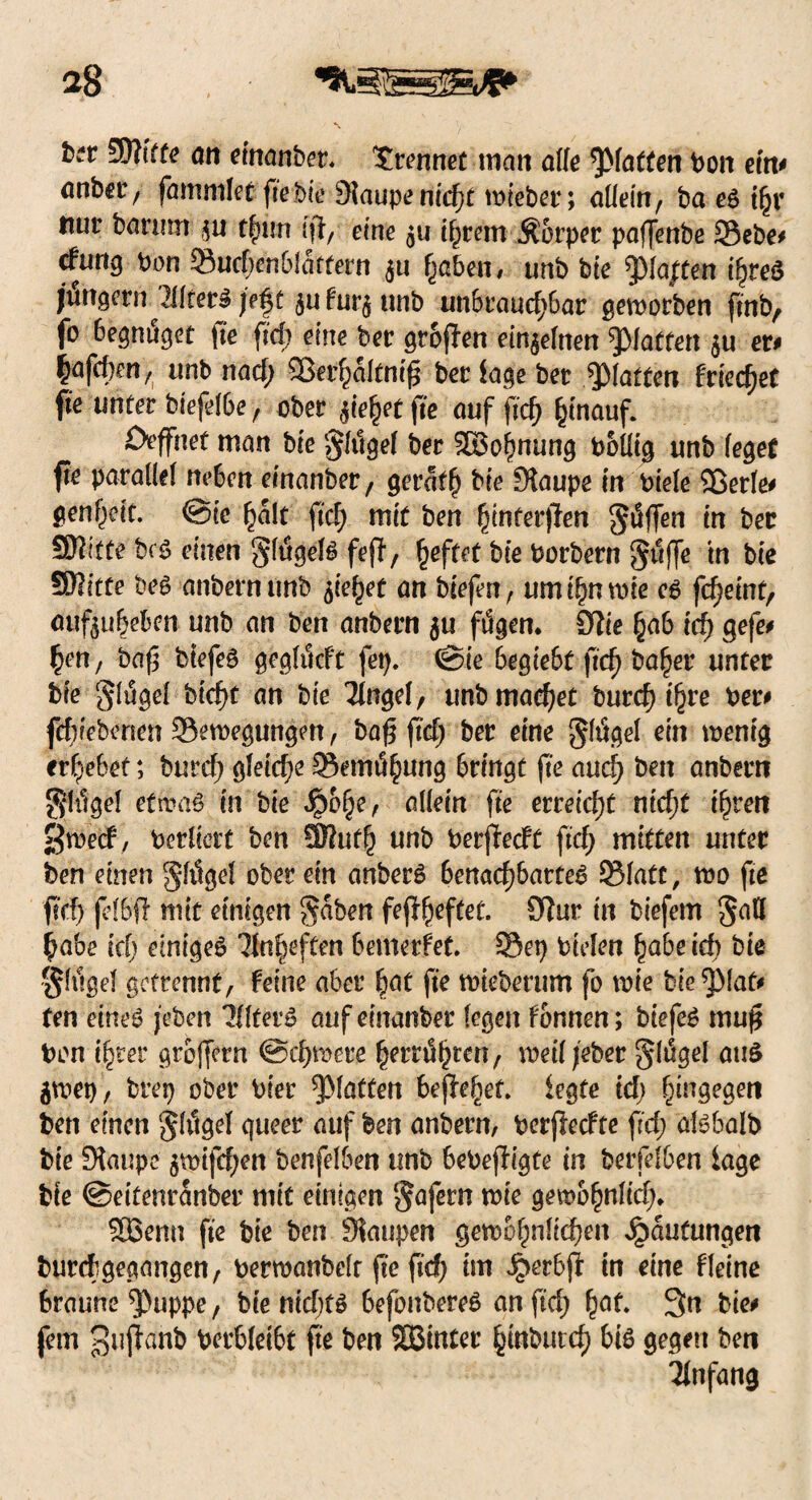2g btt SDItffe an einanber, trennet man alle ^Matten Pon dn# anbei'/ fammler ftebte Staupe nid)t roieber; allein, ba es tfjr ttuv banim ,$n tfmn (ft, eine $u i^rem Äorper paffenbe 33ebe# cfurtg Pon 93ud;enbfattern $u (jaBen, unb bie ^Ma/fen ifjreö jungem 2lkev§ je^t: ^ufur^ttnb unbraud;bar geworben ftnb, fo begniSget \ie ftd) eine ber großen einzelnen Ratten $u er# ^afd)en, unb nad; Sßet^altnifj ber läge ber ^Matten f'rted)eC fie unter biefdbe , ober ^ie^et fic auf f'd) hinauf. Drffnet man bte glttgd ber SBojmung Potftg unb (eget fte parallel neben emanber, gerate bte Staupe in tafele 9ßer(e# genf^ett. @ic £alt ftd; mit ben (jinterfien $t!ffen in ber SWItte brs einen §ft5ge^ fe{T, Reffet bte Porbern griffe tn bte SHitte beS anbernunb 51'e^eü an btefen, umi!;nmte cs fc^etnr, auftubeben unb an ben anbern $u ftSgen* 0tie §ab id) gefe# fyn, baf$ btefeS geahldt fep. @ie begiebt ftd) ba^er unter bte glugd btd)t an bie 2lnge(, unb machet butcfyibve Per# fieberten Sewegungert, bag ftd; ber eine gftigd ein tpenig ergebet; burd) gleiche ©emö^ung bringt fte and) ben anbern §h1gel etwas in bte Jpof;e, allein fte erreicht nid)t i^ren Sroecf, Perltet! ben !SRufb unb Perffecft ftd) mitten unter ben einen gfttgd ober ein anberS benachbartes 5Matt, wo fte ftd; jefbft mit einigen Reiben fejl^eftet. Stur in biefem gaU habe id) einiget Ttrtfceften bemerfet. 93ep Piden fyabeid) bie gfiigel getrennt, feine aber bat fte ttneberum fo tote bie^laf# fen eines jebett 31(fetS aufeinanber (egen fonnen; btefeS muf* Bon ihrer grojfern @d)mere ^ernSljmt/ weif jebet §(ügd aus flwep, brep ober Pier glatten heftetet, legte id; hingegen ben einen jkigd queer auf ben anbern, Perftecfte ftd; alsbalb bte Staupe 5mifcf;en benfdben unb bePefiigte in betreiben läge bte ©eitenranber mit einigen $afern wie gewb§n(id> SBenn fte bie ben Staupen gewöhnlichen Häufungen burdgegangen, perwanbdr fte fid; im Jjberbjt in eine deine braune $uppe, bie nid)ts befonbereS an ftd; £af. 3n bie# fern ^ujlanb Pecbleibt fte ben SBinter §tnbutd) bis gegen ben Anfang