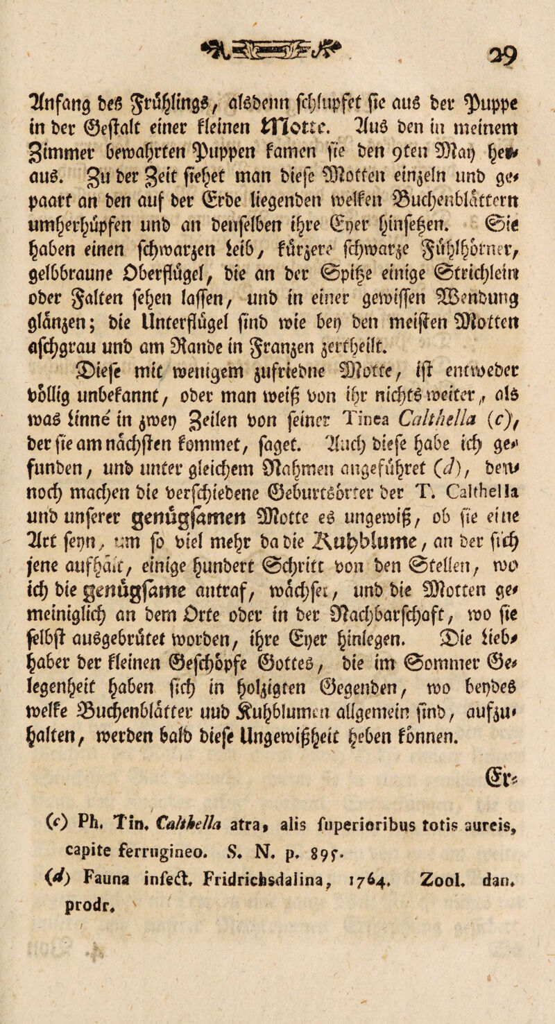 « Anfang beß gräpnp, aföbcnn fc§lupfet fte att£ bet* *Pttppe in ber ©ejfalt einer fleinen tHorrc. 2fuö ben in meinem Simmer bewahrten puppen famen fte ben 9ten 9ftap fje#* aus. £u bet %eit fielet man biefe SJJoffett einzeln imb ge# paart an ben auf ber ©rbe Itegenben mellen 95ucf;enblattem um^erf;t5pfen unb an benfelben i(jre ©per (jinfeßen. ©ie haben einen fcf)roar$en leib, fixere fcf)war$e gi^hornet, gelbbraune OberjWgel, bie an ber ©pife einige @tdd;lem ober galten fe^en laffen, unb in einer gemiflen SBenbung glanzen; bie Unterflugel ftnb wie ben ben meinen Flotten afcf?grau unb am Staube in granjen $ertbeilt. ®iefe mit wenigem jufrtebne SÖtotfe , tji entweber P&üig unbefamtt, ober man weiß bon ibr nid)f6 weiter,, als wa£ Hnne in $wep 3e^en bon fe^ncr Tinea Calthella (c)f berfieamnacf)ffen fommet, faget. 'Und) biefe habe irf> ge#< funben, unb unter gleichem Dla^men angeffi^ret (J), ben* nocf) machen bte berfd)iebene ©eburtßotter ber T. Galthel la unbunferer genügfamert SRotte e$> ungewiß, ob fte eine Htt fepn, ?*m fo biel mehr babie I^it^blu me, an ber ffdj jene auf halt, einige Ijunöert @d;ritt bon ben ©teilen, wc> ity bie antraf, wad;fei, unb bie SDtotten ge* meintglich an bemörfe ober in ber 9Iad)barfd)aft, wo fte felbji au^ge&rötet worben, ihre ©per Anlegen. 35ie lieb* haber ber fleinen @efcf)6pfe ©otteö, bie im ©omnier ©e* legen&eit haben f?cf> in fjol^tgfen ©egenben, wo bepbeß weife Sucfjenblütter uub Äuhblumm allgemein ftnb, aufem galten, werben halb biefe Ungewißheit |eben fbnnen. (0 Ph. T in# Calthella atra» alis fuperioribus totis aureis, capite ferrugineo. S* N. p, 89f. (d) Fauna infed, Fridrich&daiina, 1764, Z00L dan* prodr# s