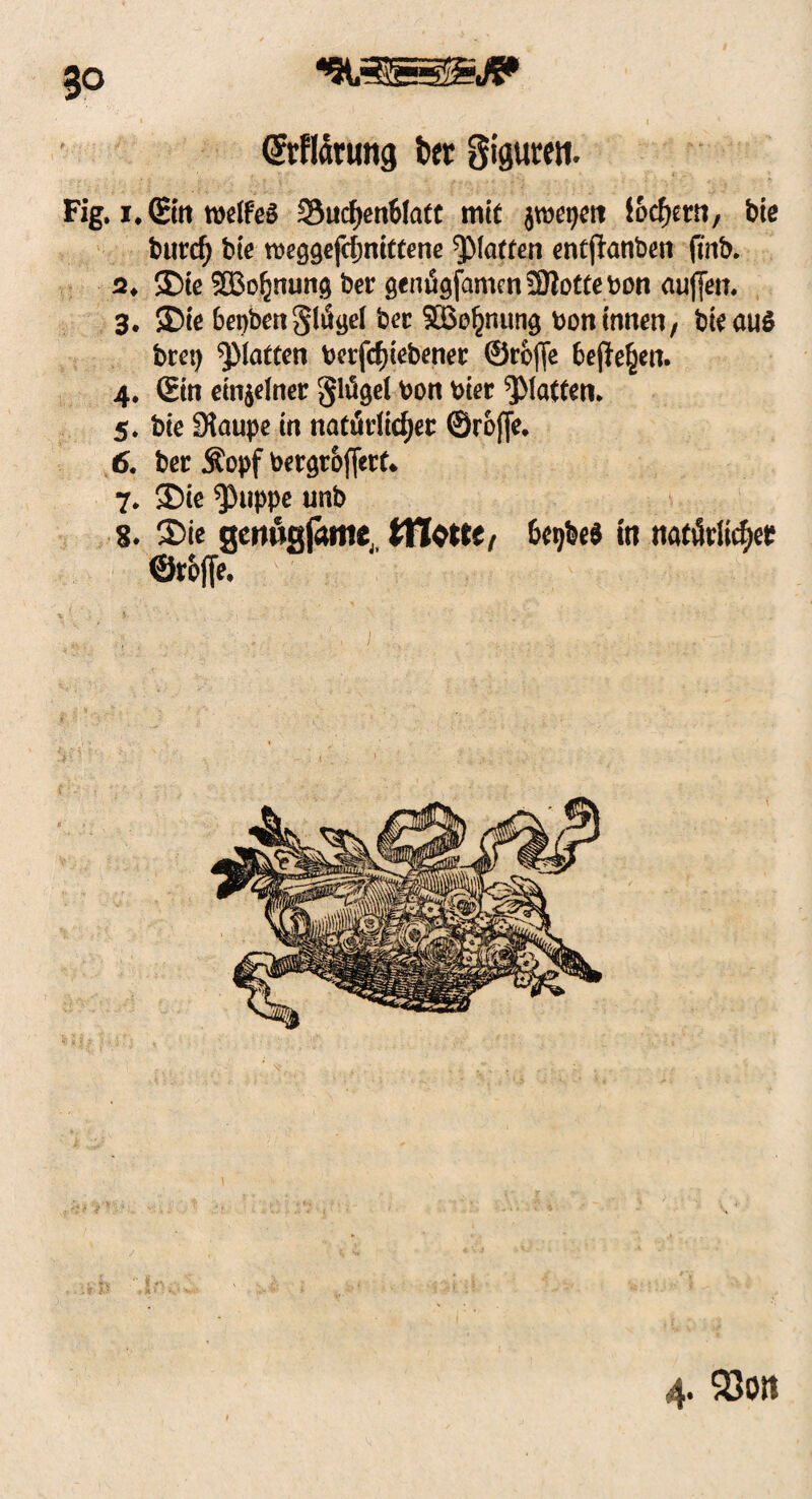 (Jrfiflrwng iw gigtum Fig. i. (Eilt weife» S3ucf)en&latc mif jwetjeit lockern, bie burd) bie tbeggefdjnittene glatten entjlatibeti ftnb. 2* ®te ©o^nung ber genägfamenSJiottebon au(fen. 3. 35te bepben §%ef SBo^nutig boti innen/ bieauö bret) ^Matten betriebener ©rojfe bejle^en. 4. ©in einzelner ginget bon hier ^Matten* 5. bie Staupe in natitdicfyet ©reffe* 6. ber Äopf betaroffett* 7. ®ie Klippe unb 8. 2>ie gertögjame,, itlcttt/ be^fce* m mtMifyt ©r&ffe* 4. 93ort