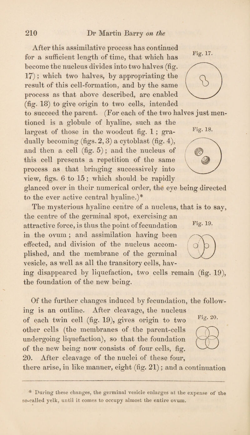 Fig. 18. After this assimilative process has continued for a sufficient length of time, that which has Flg'1 become the nucleus divides into two halves (fig. 17) ; which two halves, by appropriating the result of this cell-formation, and by the same process as that above described, are enabled (fig. 18) to give origin to two cells, intended to succeed the parent. (For each of the two halves just men¬ tioned is a globule of hyaline, such as the largest of those in the woodcut fig. 1 ; gra¬ dually becoming (figs. 2, 3) a cytoblast (fig. 4), and then a cell (fig. 5); and the nucleus of this cell presents a repetition of the same process as that bringing successively into view, figs. 6 to 15 ; which should be rapidly glanced over in their numerical order, the eye being directed to the ever active central hyaline.)* The mysterious hyaline centre of a nucleus, that is to say, the centre of the germinal spot, exercising an attractive force, is thus the point of fecundation in the ovum ; and assimilation having been effected, and division of the nucleus accom¬ plished, and the membrane of the germinal vesicle, as well as all the transitory cells, hav¬ ing disappeared by liquefaction, two cells remain (fig. 19), the foundation of the new being. Fig. 19. Of the further changes induced by fecundation, the follow¬ ing is an outline. After cleavage, the nucleus of each twin cell (fig. 19), gives origin to two other cells (the membranes of the parent-cells undergoing liquefaction), so that the foundation of the new being now consists of four cells, fig. 20. After cleavage of the nuclei of these four, there arise, in like manner, eight (fig. 21); and a continuation * During these changes, the germinal vesicle enlarges at the expense of the so-called yelk, until it comes to occupy almost the entire ovum.