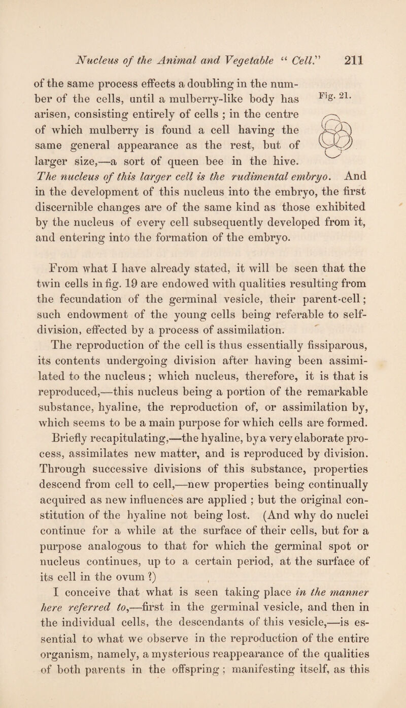 of the same process effects a doubling in the num¬ ber of the cells, until a mulberry-like body has 21* arisen, consisting entirely of cells ; in the centre of which mulberry is found a cell having the same general appearance as the rest, but of larger size,—a sort of queen bee in the hive. The nucleus of this larger cell is the rudimental embryo. And in the development of this nucleus into the embryo, the first discernible changes are of the same kind as those exhibited by the nucleus of every cell subsequently developed from it, and entering into the formation of the embryo. From what I have already stated, it will be seen that the twin cells in fig. 19 are endowed with qualities resulting from the fecundation of the germinal vesicle, their parent-cell; such endowment of the young cells being referable to self¬ division, effected by a process of assimilation. The reproduction of the cell is thus essentially fissiparous, its contents undergoing division after having been assimi¬ lated to the nucleus; which nucleus, therefore, it is that is reproduced,—this nucleus being a portion of the remarkable substance, hyaline, the reproduction of, or assimilation by, which seems to be a main purpose for which cells are formed. Briefly recapitulating,—the hyaline, by a very elaborate pro¬ cess, assimilates new matter, and is reproduced by division. Through successive divisions of this substance, properties descend from cell to cell,—new properties being continually acquired as new influences are applied ; but the original con¬ stitution of the hyaline not being lost. (And why do nuclei continue for a while at the surface of their cells, but for a purpose analogous to that for which the germinal spot or nucleus continues, up to a certain period, at the surface of its cell in the ovum X) I conceive that what is seen taking place in the manner here referred to,—first in the germinal vesicle, and then in the individual cells, the descendants of this vesicle,—is es¬ sential to what we observe in the reproduction of the entire organism, namely, a mysterious reappearance of the qualities of both parents in the offspring; manifesting itself, as this