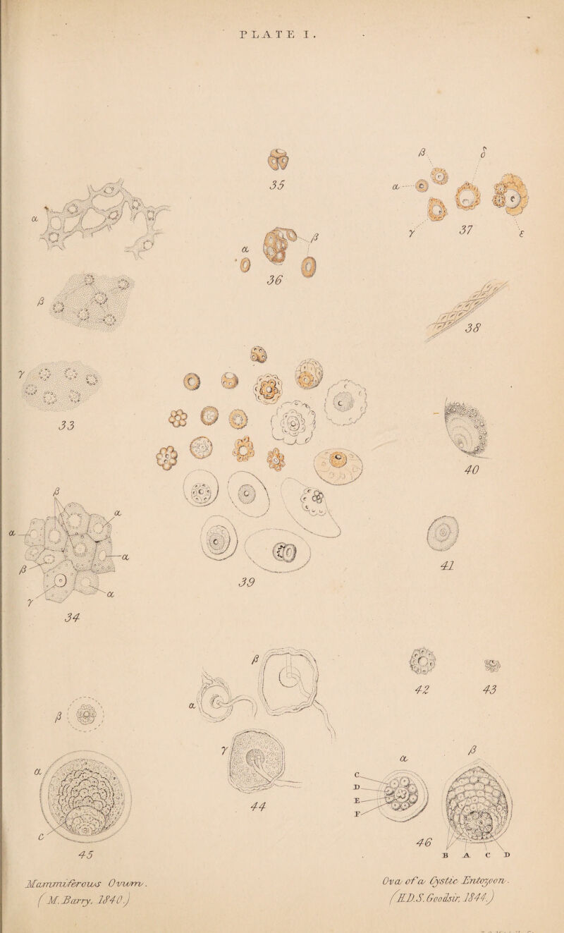 PLATE I 34 ■>4f3iW '* 38 8^ 40 41 45 Marnrrwfero ws 0 worn;. f M..Bccrry, 1840.) Ova- of a/ Cystic- EntoyooTo. fEDS. Goo fair, IS44.)