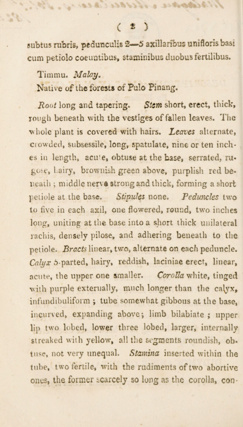 ( * ) subtus rubris, pedunculis 2— 5 axillaribus tiniflonsbasi cum petiolo coeuntibus, staminibus duobusfertilibus. Tim mu. Malay* Native of the forests of Pu!o Pinang. Root long and tapering. $ictn short, erect, thick, rough beneath with the vestiges of fallen leaves. The whole plant is covered with hairs. Leaves alternate, crowded, subsessile, long, spatulate, nine or ten inch¬ es in length, acu‘e, obtuse at the base, serrated, ru¬ gose, hairy, brownish green above, purplish red be¬ neath ; middle nerve strong and thick, forming a short petiole at the base. Stipules none. Peduncles two to five in each axil, one flowered, round, two inches long, uniting at the base into a short thick unilateral rachis, densely pilose, and adhering beneath to the petiole. Bracts linear, two, alternate on each peduncle. Calyx 5-parted, hairy, reddish, laciniae erect, linear, acute, the upper one smaller. Corolla white, tinged with purple externally, much longer than the catyx, infundibuliform ; tube somewhat gibbous at the base, incurved, expanding above; limb bilabiate ; upper lip two lobed, lower three lobed, larger, internally streaked with yellow, all the segments roundish, ob¬ tuse, not very unequal. Stamina inserted within the tube, two fertile, with the rudiments of two abortive ones, the former scarcely so long as the corolla, con-