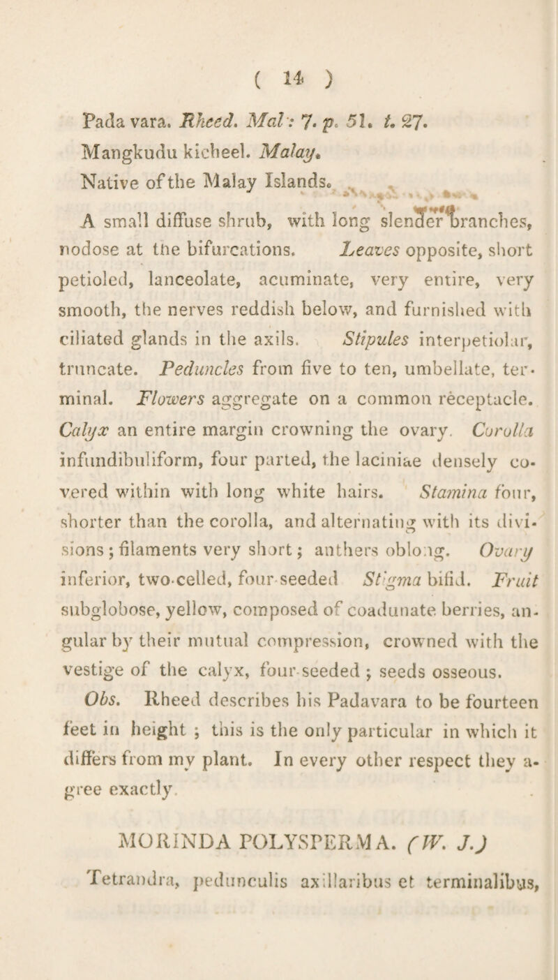 Pada vara. Rheed. Med: 7* p. 51. 27 • Mangkudu kicbeel. Malay* Native of the Malay Islandse A small diffuse shrub, with long slencfcr^branches, nodose at tUe bifurcations. Leaves opposite, short petioled, lanceolate, acuminate, very entire, very smooth, the nerves reddish below, and furnished with ciliated glands in the axils. Stipules interpetiolar, truncate. Peduncles from five to ten, umbellate, ter¬ minal. Flowers aggregate on a common receptacle. Calyx an entire margin crowning the ovary. Corolla infundibuliform, four parted, the laciniae densely co¬ vered within with long white hairs. Stamina four, shorter than the corolla, and alternating with its divi¬ sions ; filaments very short; anthers oblong. Ovary inferior, two-celled, four seeded Stigma bifid. Fruit subglobose, yellow, composed of coadunate berries, an¬ gular by their mutual compression, crowned with the vestige of the calyx, four seeded ; seeds osseous. Obs. Rheed describes his Padavara to be fourteen feet in height ; this is the only particular in which it differs from my plant. In every other respect they a- gree exactly MORINDA POLYSPERMA. (W. JJ Petrandra, pedunculis axillaribus et terminalibys,