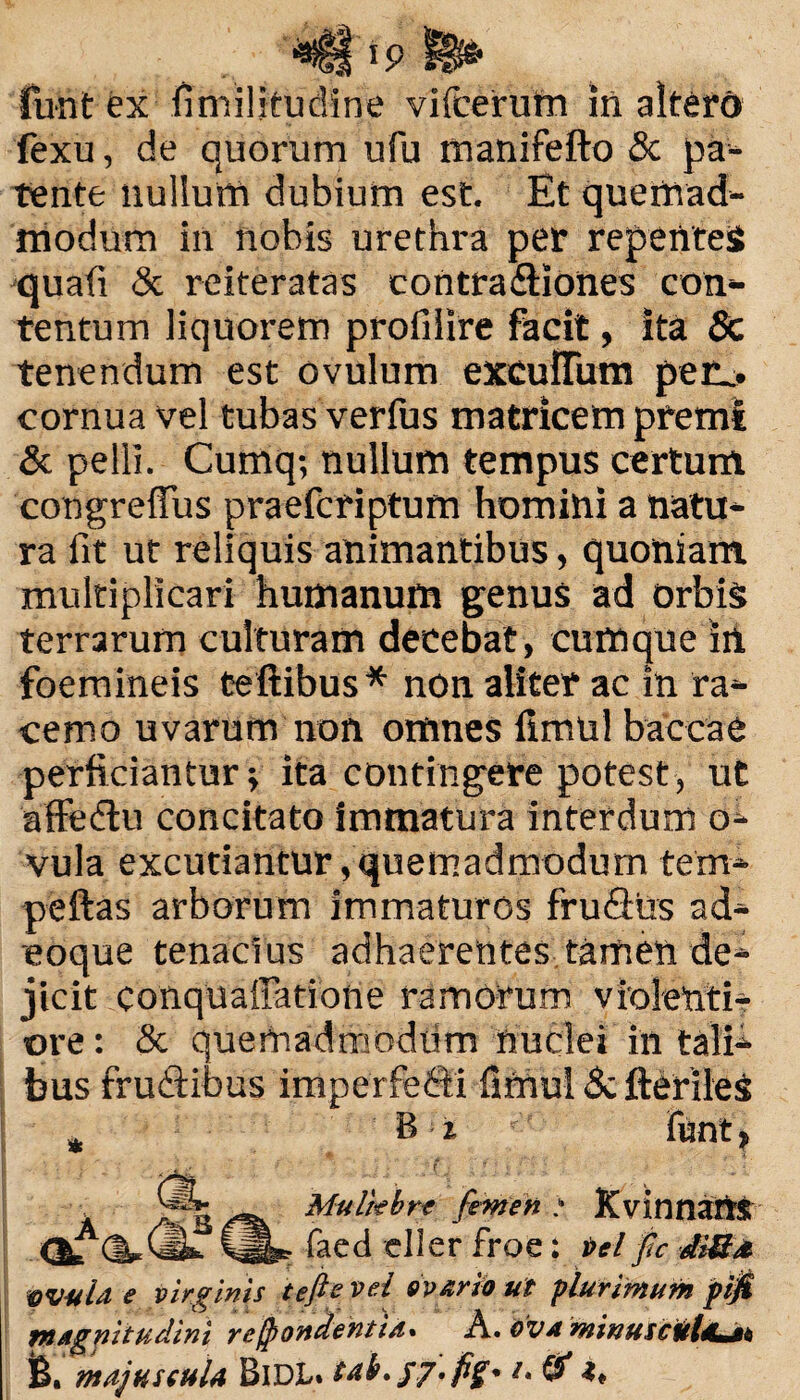 fu-nt ex fimilitudine vifcerum iri altero fexu, de quorum ufu manifefto & pa¬ tente nullum dubium est. Et quemad¬ modum in nobis urethra per repentes quafi & reiteratas contra£liones con¬ tentum liquorem profiiire facit, ita & tenendum est ovulum exculTum pen.. cornua vel tubas verfus matricem premi & pelli. Cumq; nullum tempus certum congreffus praefcriptum homini a natu¬ ra fit ut reliquis animantibus, quoniam multiplicari humanum genus ad orbis terrarum culturam decebat, cumque in foemineis teilibus* non aliter ac in ra¬ cemo uvarum non omnes fimnl baccae perficiantur; ita contingere potest, ut affedtu concitato immatura interdum o- vula excutiantur, quemadmodum tem- peftas arborum immaturos fruSils ad- eoque tenacius adhaerentes tamen de¬ jicit conquaffatione ramorum violenti¬ ore : & quemadmodum nuclei in tali¬ bus frmitibus imperfebti fimul & fterileS B*'i funt» Muliebre femen ‘ KvinnarlS faed eller froe; vel fic SS* WMlla e virginis tefte vel avarto ut plurimum pijt magnitudini recondentia. A. ova minuscx & majuscula BiDL. tah.gj.fig* /. & t.