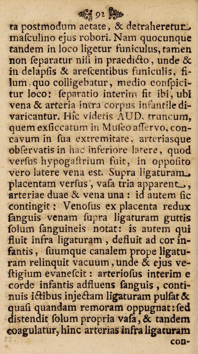 •s 91- ta postmodum aetate, & detraheretur.# mafculino ejus robori. Nam quocunque tandem in loco ligetur funiculus, tamen non feparatur nifi in praedidto, unde & in delapfis & arefcentibus funiculis, fi* lum.quo colligebatur, medio confpici- tur loco: feparatio interitu fit ibi, ubi vena & arteria intra corpus infantile di¬ varicantur. Hic videtis AUD. truncum, quem exficcatum in Mufeo affervo, con¬ cavum in fu a extremitate, arteriasque ©bfervatisin hac inferiore latere, quod verfus hypogaftrium fuit, in oppofito vero latere vena est. Supra ligaturam^ placentam verfusvafa tria apparente, arteriae duae & vena una : id autem fic contingit: Venofus ex placenta redux (anguis venam fupra ligaturam guttis folum fanguineis notat: is autem qui fluit infra ligaturam , defluit ad cor in¬ fantis , fuumque canalem prope ligatu¬ ram relinquit vacuum, unae & ejus ve- ftigium evanefcit: arteriofus interim e corde infantis adfluens fanguis , conti¬ nuis i&ibus inje&am ligaturam puifat Sc 3uafi quandam re moram oppugnat: fed istendit folum propria vafa, & tandem coagulatur, hinc arterias infra ligaturam con-