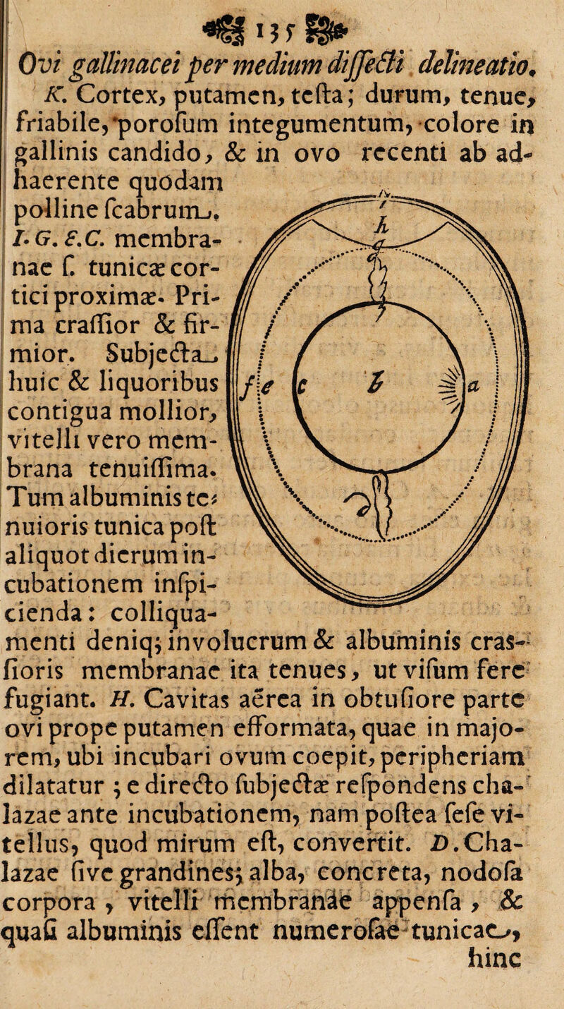 «0 ijrB* Ovi gallinacei per medium diffeBi delineatio, A' Cortex, putamen, tcfta; durum, tenue, friabile, *porofum integumentum, colore in gallinis candido, & in ovo recenti ab ad¬ haerente quodam polline fcabrum_u LG. e.C. membra¬ nae f. tunicae cor¬ tici proximae. Pri¬ ma craffior & fir¬ mior. Subje&a^ huic & liquoribus contigua mollior, vitelli vero mem¬ brana tenuiffima. Tum albuminis tc* nuioris tunica poft aliquot dierum in¬ cubationem infpi- cienda: colliqua- menti deniq; involucrum & albuminis cras- fioris membranae ita tenues, utvifum ferc fugiant. H. Cavitas aerea in obtufiore parte ovi prope putamen efFormata, quae in majo¬ rem, ubi incubari ovum coepit, peripheriam dilatatur ; e diredlo fubjedlae refpondens cha- lazaeante incubationem, nam poftea fefe vi¬ tellus, quod mirum eft, convertit. Z).Cha- lazae five grandines; alba, concreta, nodola corpora , vitelli membranae appenfa , & quafi albuminis efifent numerofae tunicao, hinc