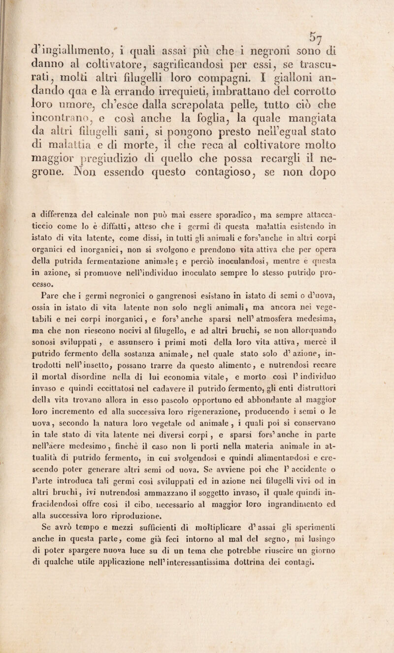 ^7 cTingiallimento, i quali assai più che i negrorii sono di danno al coltivatore, sagrifìcandosi per essi, se trascu¬ rati , molti altri filugelli loro compagni. I gialloni an¬ dando qua e là errando irrequieti, imbrattano del corrotto loro umore; ch’esce dalla screpolata pelle, tutto ciò che incontrano, e così anche la foglia, la quale mangiata da altri filugelli sani, si pongono presto nell’egual stato di malattia e di morte, il ciie reca al coltivatore molto maggior pregiudizio di quello che possa recargli il ne- grone. Non essendo questo contagioso, se non dopo a differenza del calcinale non può mai essere sporadico, ma sempre attacca¬ ticcio come lo è diffatti, atteso che i germi di questa malattia esistendo in istato di vita latente, come dissi, in tutti gli animali e fors^anche in altri corpi organici ed inorganici, non si svolgono e prendono vita attiva che per opera della putrida fermentazione animale; e perciò inoculandosi, mentre è questa in azione, si promuove nelPindividuo inoculato sempre lo stesso putrido pro¬ cesso. Pare che i germi negronici o gangrenosi esistano in istato di semi o cPuova, ossia in istato di vita latente non solo negli animali, ma ancora nei vege¬ tabili e nei corpi inorganici, e fors1 anche sparsi nell1 atmosfera medesima, ma che non riescono nocivi al filugello, e ad altri bruchi,, se non allorquando sonosi sviluppati, e assunsero i primi moti della loro vita attiva, mercè il putrido fermento della sostanza animale, nel quale stato solo dazione, in¬ trodotti nell1 insetto, possano trarre da questo alimento, e nutrendosi recare il mortai disordine nella di lui economia vitale, e morto cosi P individuo invaso e quindi eccittatosi nel cadavere il putrido fermento, gli enti distruttori della vita trovano allora in esso pascolo opportuno ed abbondante al maggior loro incremento ed alla successiva loro rigenerazione, producendo i semi o le uova, secondo la natura loro vegetale od animale, i quali poi si conservano in tale stato di vita latente nei diversi corpi , e sparsi fors1 anche in parte nelPàere medesimo, finché il caso non li porti nella materia animale in at¬ tualità di putrido fermento, in cui svolgendosi e quindi alimentandosi e cre¬ scendo poter generare altri semi od uova. Se avviene poi che l1 accidente o Parte introduca tali germi così sviluppati ed in azione nei filugelli vivi od in altri bruchi, ivi nutrendosi ammazzano il soggetto invaso, il quale quindi in- fracidendosi offre così il cibo necessario al maggior loro ingrandimento ed alla successiva loro riproduzione. Se avrò tempo e mezzi sufficienti di moltiplicare d1 assai gli sperimenti anche in questa parte, come già feci intorno al mal del segno, mi lusingo di poter spargere nuova luce su di un tema che potrebbe riuscire un giorno di qualche utile applicazione nell1 interessantissima dottrina dei contagi.