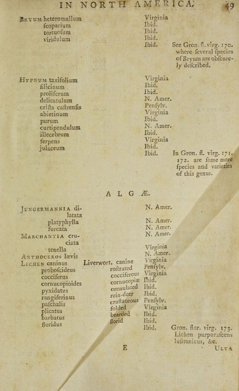 35ayum heteromallum fcoparium tortuofura viridulum Hypnum taxifolium filicinum proliferum delicatulum crifta caftrenfis abietinum purum curtipendulum illecebrum ferpens julaceum Virginia Ibid. Ibid. Ibid. Ibid. See Gron, fl.virg. 170. where feveral fpecies of Bryum are obfcure- ly defcribed, Virginia Ibid. Ibid. N. Amer. Penfylv. Virginia IbicL N. Amer. Ibid. Virginia Ibid. Ibid. In Gron. fl. virg. 171. 172. are fome more fpecies and varieties of this genus. A L G JE. Jungermannia di- N. Amer. latata platyphylla N. Amer. furcata N. Amer. March anti a cru- N. Amer. ciata tenella Anthoceros ltevis Lichen caninus probofcideus cocciferus cornucopioides pyxidatus rangiferinus pafchalis dicatus barbatus floridus Virginia N. Amer. Liverwort, canine Vnguua rofrrated Pemylv. cocciferops Virginia cornucopiae Ibid. orenulated ibid. rein.deer Ibid, cruftaceous Penfylv. folded Virginia bearded Ibid, florid Ibid. Ibid. Gron. flor. virg. 173. Lichen purpurafcens lufitanicus, Sec. UtVA E