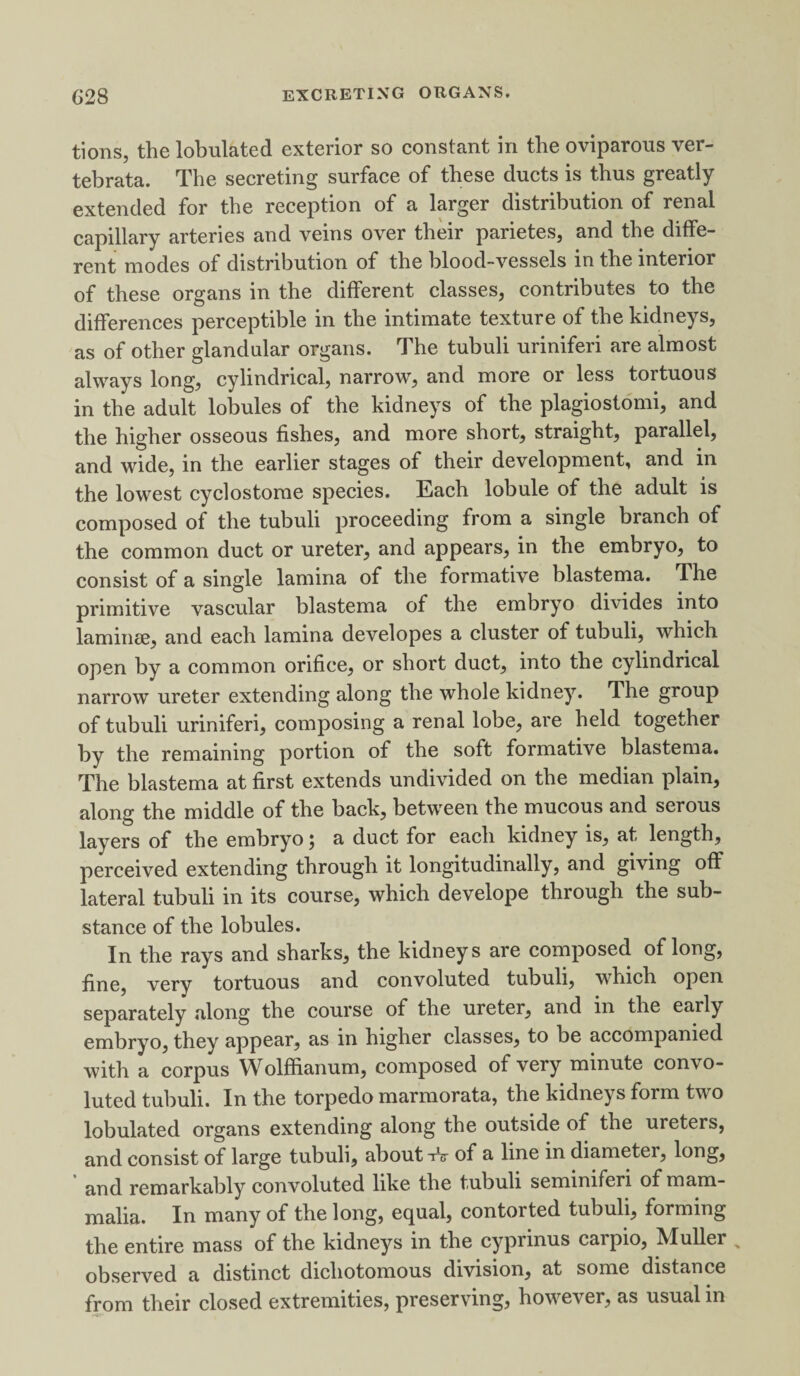 tions, the tabulated exterior so constant in the oviparous ver- tebrata. The secreting surface of these ducts is thus greatly extended for the reception of a larger distribution of renal capillary arteries and veins over their parietes, and the diffe¬ rent modes of distribution of the blood-vessels in the interior of these organs in the different classes, contributes to the differences perceptible in the intimate texture of the kidneys, as of other glandular organs. The tubuli uriniferi are almost always tang, cylindrical, narrow, and more or less tortuous in the adult lobules of the kidneys of the plagiostomi, and the higher osseous fishes, and more short, straight, parallel, and wide, in the earlier stages of their development, and in the lowest cyclostorae species. Each lobule of the adult is composed of the tubuli proceeding from a single branch of the common duct or ureter, and appears, in the embryo, to consist of a single lamina of the formative blastema. The primitive vascular blastema of the embryo divides into laminee, and each lamina developes a cluster of tubuli, which open by a common orifice, or short duct, into the cylindrical narrow ureter extending along the whole kidney. The group of tubuli uriniferi, composing a renal lobe, are held together by the remaining portion of the soft formative blastema. The blastema at first extends undivided on the median plain, along the middle of the back, between the mucous and serous layers of the embryo; a duct for each kidney is, at length, perceived extending through it longitudinally, and giving off lateral tubuli in its course, which develope through the sub¬ stance of the lobules. In the rays and sharks, the kidneys are composed of tang, fine, very tortuous and convoluted tubuli, which open separately along the course of the ureter, and in the early embryo, they appear, as in higher classes, to be accompanied with a corpus Wolffianum, composed of very minute con\o- luted tubuli. In the torpedo marmorata, the kidneys form two tabulated organs extending along the outside of the ureters, and consist of large tubuli, about -rV of a line in diameter, tang, and remarkably convoluted like the tubuli seminiferi of mam¬ malia. In many of the long, eijual, contorted tubuli, forming the entire mass of the kidneys in the cyprinus carpio, Muller x observed a distinct dichotomous division, at some distance from their closed extremities, preserving, however, as usual in