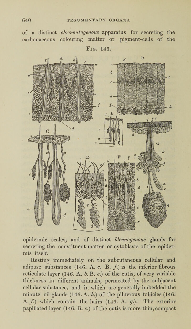 of a distinct chromatogenous apparatus for secreting the carbonaceous colouring matter or pigment-cells of the Fig. 146. epidermic scales, and of distinct blennogenous glands for secreting the constituent matter or cytoblasts of the epider¬ mis itself. Resting immediately on the subcutaneous cellular and adipose substances (146. A. c. B. /.) is the inferior fibrous reticulate layer (146. A. b. B. e.) of the cutis, of very variable thickness in different animals, permeated by the subjacent cellular substance, and in which are generally imbedded the minute oil-glands (146. A. h.) of the piliferous follicles (146. A./.) which contain the hairs (146. A. g.). The exterior papillated layer (146. B. c.) of the cutis is more thin, compact