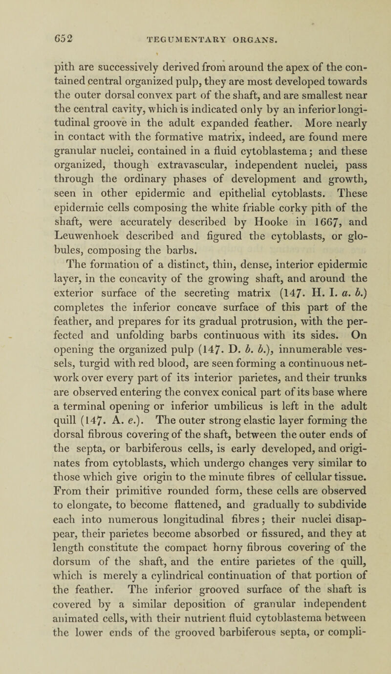 pith are successively derived from around the apex of the con¬ tained central organized pulp, they are most developed towards the outer dorsal convex part of the shaft, and are smallest near the central cavity, which is indicated only by an inferior longi¬ tudinal groove in the adult expanded feather. More nearly in contact with the formative matrix, indeed, are found mere granular nuclei, contained in a fluid cytoblastema; and these organized, though extravascular, independent nuclei, pass through the ordinary phases of development and growth, seen in other epidermic and epithelial cytoblasts. These epidermic cells composing the white friable corky pith of the shaft, were accurately described by Hooke in 1667, and Leuwenhoek described and figured the cytoblasts, or glo¬ bules, composing the barbs. The formation of a distinct, thin, dense, interior epidermic layer, in the concavity of the growing shaft, and around the exterior surface of the secreting matrix (147. H. I. a. b.) completes the inferior concave surface of this part of the feather, and prepares for its gradual protrusion, with the per¬ fected and unfolding barbs continuous with its sides. On opening the organized pulp (147. D. b. 6.), innumerable ves¬ sels, turgid with red blood, are seen forming a continuous net¬ work over every part of its interior parietes, and their trunks are observed entering the convex conical part of its base where a terminal opening or inferior umbilicus is left in the adult quill (147. A. e.). The outer strong elastic layer forming the dorsal fibrous covering of the shaft, between the outer ends of the septa, or barbiferous cells, is early developed, and origi¬ nates from cytoblasts, which undergo changes very similar to those which give origin to the minute fibres of cellular tissue. From their primitive rounded form, these cells are observed to elongate, to become flattened, and gradually to subdivide each into numerous longitudinal fibres; their nuclei disap¬ pear, their parietes become absorbed or fissured, and they at length constitute the compact horny fibrous covering of the dorsum of the shaft, and the entire parietes of the quill, which is merely a cylindrical continuation of that portion of the feather. The inferior grooved surface of the shaft is covered by a similar deposition of granular independent animated cells, with their nutrient fluid cytoblastema between the lower ends of the grooved barbiferous septa, or compli-