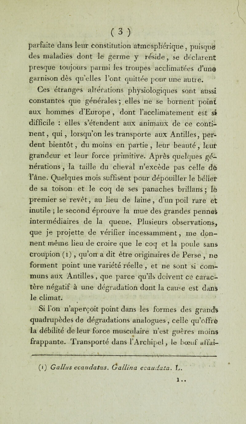 parfaite dans leur constitution atmosphérique. puisque des maladies dont le germe y réside, se déclarent presque toujours parmi les troupes acclimatées d’une garnison dès qu elles l’ont quittée pour une autre. Ces étranges altérations physiologiques sont aussi constantes que générales ; elles ne se bornent point aux hommes d'Europe , dont l’acclimatement est si difficile : elles s’étendent aux animaux de ce conti¬ nent , qui, lorsqu’on les transporte aux Antilles, per¬ dent bientôt, du moins en partie , leur beauté, leur grandeur et leur force primitive. Après quelques gé¬ nérations , la taille du cheval n’excède pas celle de l’âne. Quelques mois suffisent pour dépouiller le bélier de sa toison et le coq de ses panaches brillans ; lé premier se revêt, au lieu de laine, d’un poil rare et inutile ; le second éprouve la mue des grandes penneè intermédiaires de la queue. Plusieurs observations, que je projette de vérifier incessamment, me don¬ nent même lieu de croire que le coq et la poule sans croupion (1) , qu’on a dit être originaires de Perse , ne forment point une variété réelle, et ne sont si com¬ muns aux Antilles , que parce qu’ils doivent ce carac¬ tère négatif à une dégradation dont la cause est dans le climat. « Si l’on n’aperçoit point dans les formes des grands quadrupèdes de dégradations analogues , celle qu’offre la débilité de leur force musculaire n’est guères moins frappante. Transporté dans l’Archipel, le bœuf affai- (i) Gallus ecaudatiLS. ûailina ecaudata. L.