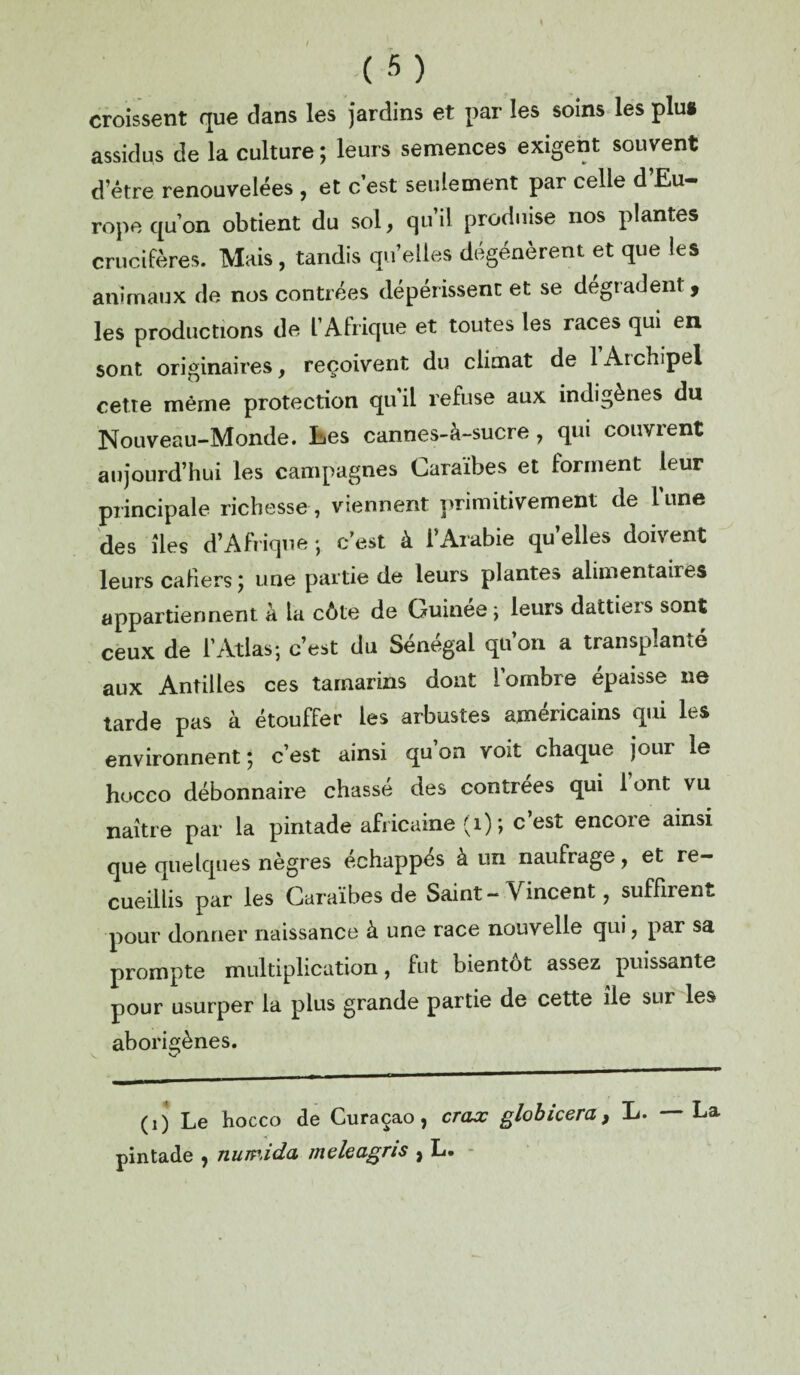 / ( 5) croissent que dans les jardins et par les soins les plug assidus de la culture ; leurs semences exigent souvent d’être renouvelées , et c’est seulement par celle d Eu¬ rope qu’on obtient du sol, qu’il produise nos plantes crucifères. Mais, tandis quelles dégénèrent et que les animaux de nos contrées dépérissent et se dégradent, les productions de l’Afrique et toutes les races qui en sont originaires, reçoivent du climat de 1 Archipel cette même protection qu'il refuse aux indigènes du Nouveau-Monde. Ees cannes-à-sucre, qui couvrent aujourd’hui les campagnes Caraïbes et forment leur principale richesse, viennent primitivement de lune des îles d’Afrique -, c’est à l’Arabie quelles doivent leurs cafiers ; une partie de leurs plantes alimentaires appartiennent a ta côte de Guinée ; leurs dattiers sont ceux de l’Atlas; c’est du Sénégal qu’on a transplanté aux Antilles ces tamarins dont i ombre épaisse ne tarde pas à étouffer les arbustes américains qui les environnent ; c’est ainsi qu on voit chaque jour le hocco débonnaire chassé des contrées qui 1 ont vu naître par la pintade africaine (i) ; c’est encore ainsi que quelques nègres échappés à un naufrage, et re¬ cueillis par les Caraïbes de Saint- Vincent, suffirent pour donner naissance à une race nouvelle qui, par sa prompte multiplication, fut bientôt assez puissante pour usurper la plus grande partie de cette île sur les aborigènes. Vs. K? (i) Le hocco de Curaçao, crax globicera , L. — La < _ pintade , numida meleagris , L.