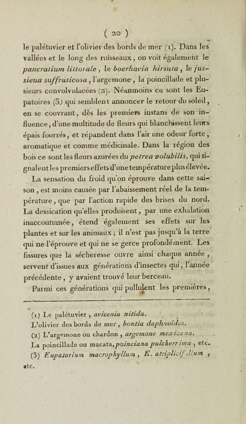 •» le palétuvier et l’olivier des bords de mer (i). Dans les vallées et le long des ruisseaux , on voit également le pancratiurn littotale , le boerliavici hitsuta , le jus- sieua suffruticosa , l’argemone, la poincillade et plu¬ sieurs convolvulacées (a). Néanmoins ce sont les Eu- patoires (3) qui semblent annoncer le retour du soleil, en se couvrant, dès les premiers instans de son in¬ fluence , d’une multitude de fleurs qui blanchissent leurs épais fourrés, et répandent dans l’air une odeur forte , aromatique et comme médicinale. Dans la légion des bois ce sont les fleurs azurées du petrea volubilis, qui si¬ gnalent les premiers effets d’une température plus élevée. La sensation du froid qu'on éprouve dans cette sai¬ son , est moins causée par l’abaissement réel de la tem¬ pérature , que par l’action rapide des brises du nord. La dessication qu’elles produisent, par une exhalation inaccoutumée , étend également ses effets sur les plantes et sur les animaux ; il n’est pas jusqu’à la terre qui ne l’éprouve et qui ne se gerce profondément. Les fissures que la sécheresse ouvre ainsi chaque année , servent d’issues aux générations d’insectes qui, l’annee précédente , y avaient trouvé leur berceau. Parmi ces générations qui pullulent les premières, • {• ' ' ' ■ (1) Le palétuvier , avicenia nitida. L’olivier des bords de mer, bontia daphnoïdcs. (2) L’argeinoue ou chardon , argemone mexicana. La poincillade ou ma.ca.ta.1poinciana pulcherr ima , etc* (3) Eupatoriutn macrophylluin , F,, atriphcijdium, ? «te.