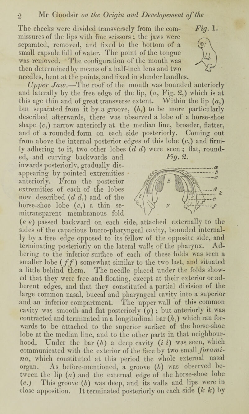 The cheeks were divided transversely from the com- Fig. 1. missures of the lips with fine scissors ; the jaws were separated, removed, and fixed to the bottom of a small capsule full of water. The point of the tongue was removed. The configuration of the mouth was then determined by means of a half-inch lens and two needles, bent at the points, and fixed in slender handles. Upper Jaw.—The roof of the mouth was bounded anteriorly and laterally by the free edge of the lip, («, Fig. 2,) which is at this age thin and of great transverse extent. Within the lip («,) but separated from it by a groove, (h,) to be more particularly described afterwards, there was observed a lobe of a horse-shoe shape (c,) narrow anteriorly at the median line, broader, flatter, and of a rounded form on each side posteriorly. Coming out from above the internal posterior edges of this lobe (c,) and firm¬ ly adhering to it, two other lobes (d d) were seen ; fiat, round¬ inwards posteriorly, gradually dis¬ appearing by pointed extremities anteriorly. From the posterior extremities of each of the lobes now described (d df) and of the horse-shoe lobe (c,) a thin se¬ mitransparent membranous fold (e e) passed backward on each side, attached externally to the sides of the capacious bucco-pharyngeal cavity, bounded internal¬ ly by a free edge opposed to its fellow of the opposite side, and terminating posteriorly on the lateral walls of the pharynx. Ad¬ hering to the inferior surface of each of these folds was seen a smaller lobe (//) somewhat similar to the two last, and situated a little behind them. The needle placed under the folds show¬ ed that they were free and floating, except at their exterior or ad¬ herent edges, and that they constituted a partial division of the large common nasal, buccal and pharyngeal cavity into a superior and an inferior compartment. The upper wall of this common cavity was smooth and flat posteriorly (g) ; but anteriorly it was contracted and terminated in a longitudinal bar (A,) which ran for¬ wards to be attached to the superior surface of the horse-shoe lobe at the median line, and to the other parts in that neighbour¬ hood. Under the bar (h) a deep cavity (i i) was seen, which communicated with the exterior of the face by two small forami¬ na, which constituted at this period the whole external nasal organ. As before-mentioned, a groove (b) was observed be¬ tween the lip (a) and the external edge of the liorse-shoe lobe (c.j This groove (b) was deep, and its walls and lips were in close apposition. It terminated posteriorly on each side (k k) by