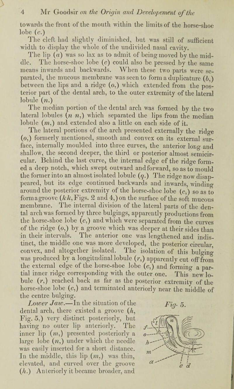 towards the front of the mouth within the limits of the horse-shoe lobe (c.) The cleft had slightly diminished, but was still of sufficient width to display the whole of the undivided nasal cavity. The lip («) was so lax as to admit of being moved by the mid¬ dle. The liorse-shoe lobe (c) could also be pressed by the same means inwards and backwards. When these two parts were se¬ parated, the mucous membrane was seen to form a duplicature (A,) between the lips and a ridge (o,) which extended from the pos¬ terior part of the dental arch, to the outer extremity of the lateral lobule (?z.) The median portion of the dental arch was formed by the two lateral lobules (n n,) which separated the lips from the median lobule (»?■,) and extended also a little on each side of it. The lateral portions of the arch presented externally the rido-e (o,) formerly mentioned, smooth and convex on its external sur¬ face, internally moulded into three curves, the anterior long and shallow, the second deeper, the third or posterior almost semicir¬ cular. Behind the last curve, the internal edge of the ridge form¬ ed a deep notch, which swept outward and forward, so as to mould the former into an almost isolated lobule (q.) The ridge now disap¬ peared, but its edge continued backwards and inwards, winding around the posterior extremity of the horse-shoe lobe (c,) so as to formagroove (A;A:, Figs. 2 and 4,) on the surface of tine soft mucous membrane. The internal division of the lateral parts of the den¬ tal arch was formed by three bulgings, apparently productions from the horse-shoe lobe (c,) and which were separated from the curves of the ridge (o,) by a groove which was deeper at their sides than in their intervals. The anterior one was lengthened and indis¬ tinct, the middle one was more developed, the posterior circular convex, and altogether isolated. The isolation of this bulging was produced by a longitudinal lobule (r,) apparently cut off from the external edge of the horse-shoe lobe (c,) and forming a par¬ tial inner ridge corresponding with the outer one. This new lo¬ bule (r,) reached back as far as the posterior extremity of the horse-shoe lobe (c,) and terminated anteriorly near the middle of the centre bulging. Lower Jaw.—In the situation of the dental arch, there existed a groove (A, Fig. 5,) very distinct posteriorly, but having no outer lip anteriorly. The inner lip (w,) presented posteriorly a large lobe (n,) under which the needle was easily inserted for a short distance. In the middle, this lip (m,) was thin, elevated, and curved over the groove (h.) Anteriorly it became broader, and Fig- 5.