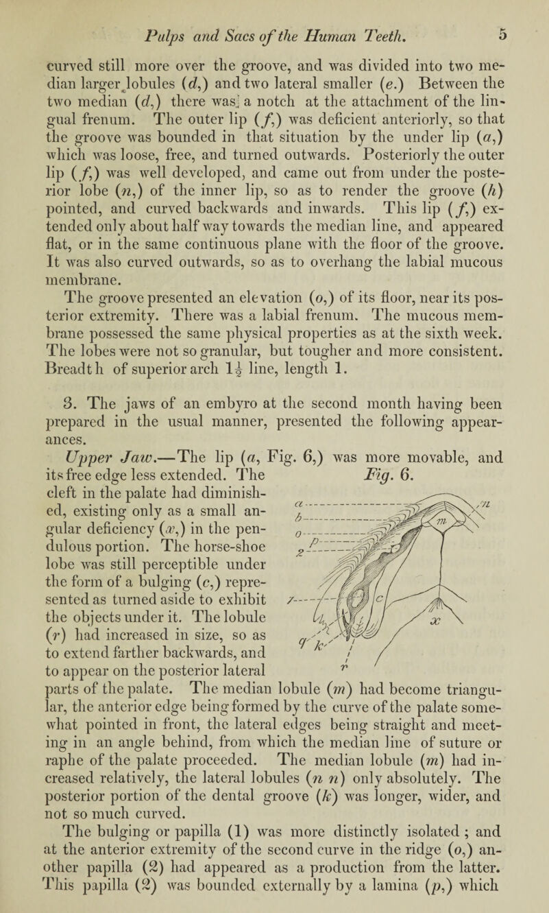 curved still more over the groove, and was divided into two me¬ dian larger lobules (e?,) and two lateral smaller (e.) Between the two median (rf,) there wasj a notch at the attachment of the lin¬ gual frenum. The outer lip (f) was deficient anteriorly, so that the groove was bounded in that situation by the under lip («,) which was loose, free, and turned outwards. Posteriorly the outer lip (/,) was well developed, and came out from under the poste¬ rior lobe (n,) of the inner lip, so as to render the groove (h) pointed, and curved backwards and inwards. This lip (/,) ex¬ tended only about half way towards the median line, and appeared flat, or in the same continuous plane with the floor of the groove. It was also curved outwards, so as to overhang the labial mucous membrane. The groove presented an elevation (o,) of its floor, near its pos¬ terior extremity. There was a labial frenum. The mucous mem¬ brane possessed the same physical properties as at the sixth week. The lobes were not so granular, but tougher and more consistent. Breadth of superior arch li line, length 1. 3. The jaws of an embyro at the second month having been prepared in the usual manner, presented the following appear¬ ances. Upper Jaw.—The lip («, Fig. 6,) was more movable, and its free edge less extended. The Fig. 6. cleft in the palate had diminish¬ ed, existing only as a small an¬ gular deficiency (<#,) in the pen¬ dulous portion. The horse-shoe lobe was still perceptible under the form of a bulging (c,) repre¬ sented as turned aside to exhibit the objects under it. The lobule (r) had increased in size, so as to extend farther backwards, and to appear on the posterior lateral parts of the palate. The median lobule (m) had become triangu¬ lar, the anterior edge being formed by the curve of the palate some¬ what pointed in front, the lateral edges being straight and meet¬ ing in an angle behind, from which the median line of suture or raphe of the palate proceeded. The median lobule (m) had in¬ creased relatively, the lateral lobules (n n) only absolutely. The posterior portion of the dental groove (A) was longer, wider, and not so much curved. The bulging or papilla (1) was more distinctly isolated ; and at the anterior extremity of the second curve in the ridge (o,) an¬ other papilla (2) had appeared as a production from the latter. This papilla (2) was bounded externally by a lamina (/?,) which