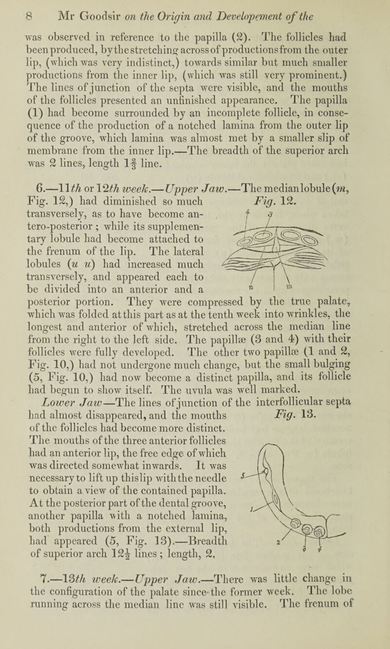 was observed in reference to the papilla (2). The follicles had been produced, by the stretching across of productions from the outer up, (which was very indistinct,) towards similar but much smaller productions from the inner lip, (which was still very prominent.) The lines of junction of the septa were visible, and the mouths of the follicles presented an unfinished appearance. The papilla (1) had become surrounded by an incomplete follicle, in conse¬ quence of the production of a notched lamina from the outer lip of the groove, which lamina was almost met by a smaller slip of membrane from the inner lip.—The breadth of the superior arch was 2 lines, length If line. 6.—11 th or 12th week.— Upper Jaw.—The median lobule (?«, Fig. 12,) had diminished so much transversely, as to have become an- tero-posterior ; while its supplemen¬ tary lobule had become attached to the frenum of the lip. The lateral lobules (u u) had increased much transversely, and appeared each to be divided into an anterior and a posterior portion. They were compressed by the true palate, which was folded at this part as at the tenth week into wrinkles, the longest and anterior of which, stretched across the median line from the right to the left side. The papillae (8 and 4) with their follicles were fully developed. The other two papillae (1 and 2, Fig. 10,) had not undergone much change, but the small bulging (5, Fig. 10,) had now become a distinct papilla, and its follicle had begun to show itself. The uvula was well marked. Lower Jaw—The lines of junction of the interfollicular septa had almost disappeared, and the mouths of the follicles had become more distinct. The mouths of the three anterior follicles had an anterior lip, the free edge of which was directed somewhat inwards. It was necessary to lift up thislip with the needle to obtain a view of the contained papilla. At the posterior part of the dental groove, another papilla with a notched lamina, both productions from the external lip, had appeared (5, Fig. 13).—Breadth of superior arch 12J lines ; length, 2. Fig. 12. 7.—12>th week.—Upper Jaw.—There was little change in the configuration of the palate since-the former week. The lobe running across the median line was still visible. The frenum of