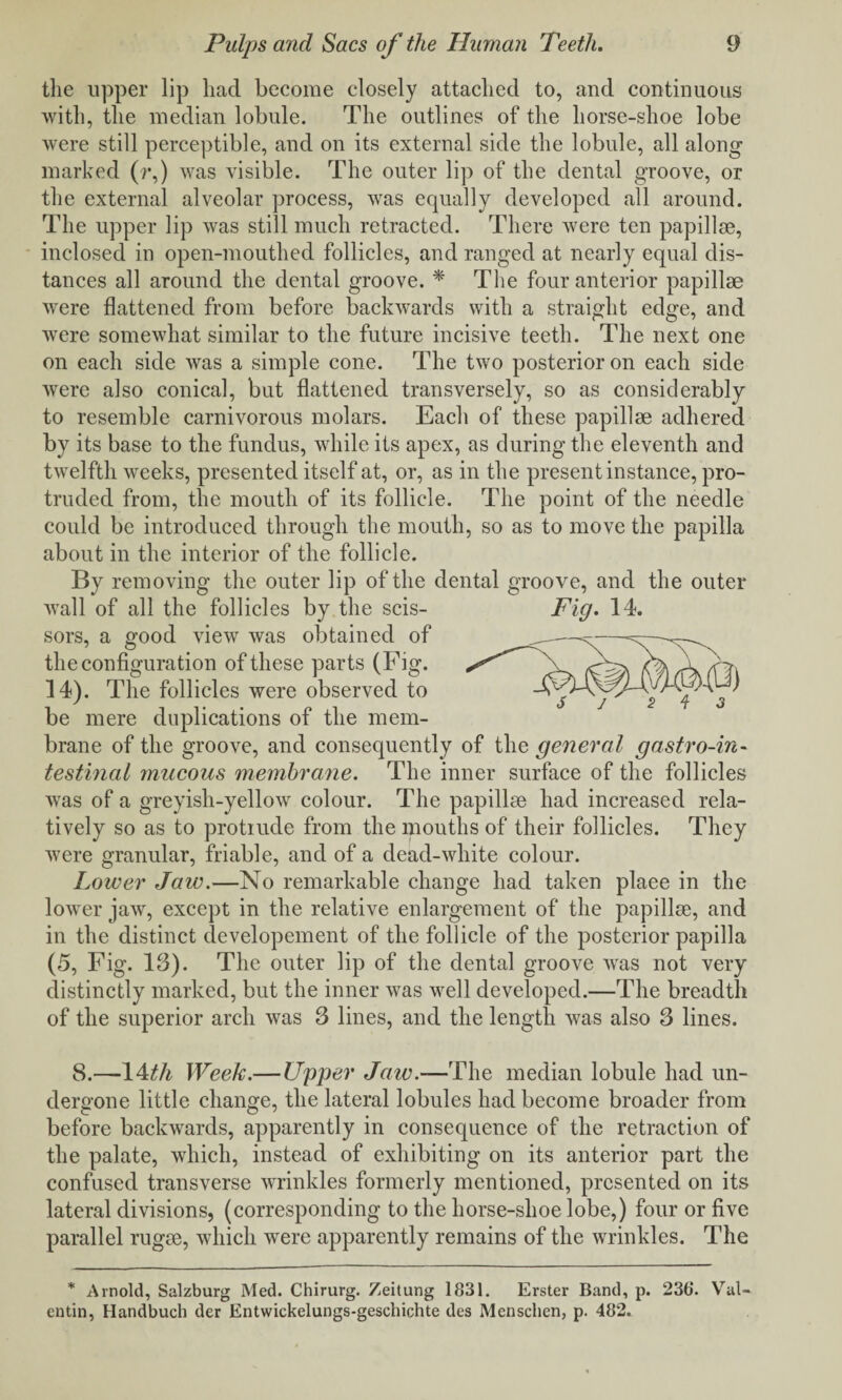 the upper lip had become closely attached to, and continuous with, the median lobule. The outlines of the horse-shoe lobe were still perceptible, and on its external side the lobule, all along marked (?•,) was visible. The outer lip of the dental groove, or the external alveolar process, was equally developed all around. The upper lip was still much retracted. There were ten papillse, inclosed in open-mouthed follicles, and ranged at nearly equal dis¬ tances all around the dental groove. * The four anterior papillse were flattened from before backwards with a straight edge, and were somewhat similar to the future incisive teeth. The next one on each side was a simple cone. The two posterior on each side were also conical, but flattened transversely, so as considerably to resemble carnivorous molars. Each of these papillse adhered by its base to the fundus, while its apex, as during the eleventh and twelfth weeks, presented itself at, or, as in the present instance, pro¬ truded from, the mouth of its follicle. The point of the needle could be introduced through the mouth, so as to move the papilla about in the interior of the follicle. By removing the outer lip of the dental groove, and the outer wall of all the follicles by the scis¬ sors, a good view was obtained of the configuration of these parts (Fig. 14). The follicles were observed to be mere duplications of the mem¬ brane of the groove, and consequently of the general gastro-in- testinal mucous membrane. The inner surface of the follicles was of a greyish-yellow colour. The papillse had increased rela¬ tively so as to protiude from the mouths of their follicles. They were granular, friable, and of a dead-white colour. Lower Jaw.—No remarkable change had taken plaee in the lower jaw, except in the relative enlargement of the papillse, and in the distinct developement of the follicle of the posterior papilla (5, Fig. 13). The outer lip of the dental groove was not very distinctly marked, but the inner was well developed.—The breadth of the superior arch was 3 lines, and the length was also 3 lines. 8.—14tli Week.— Upper Jaw.—The median lobule had un¬ dergone little change, the lateral lobules had become broader from before backwards, apparently in consequence of the retraction of the palate, which, instead of exhibiting on its anterior part the confused transverse wrinkles formerly mentioned, presented on its lateral divisions, (corresponding to the horse-shoe lobe,) four or five parallel rugse, which were apparently remains of the wrinkles. The Fig. 14. * Arnold, Salzburg Med. Chirurg. Zeitung 1831. Erster Band, p. 238. Val¬ entin, Handbuch der Entwickelungs-geschichte des Menschen, p. 482.