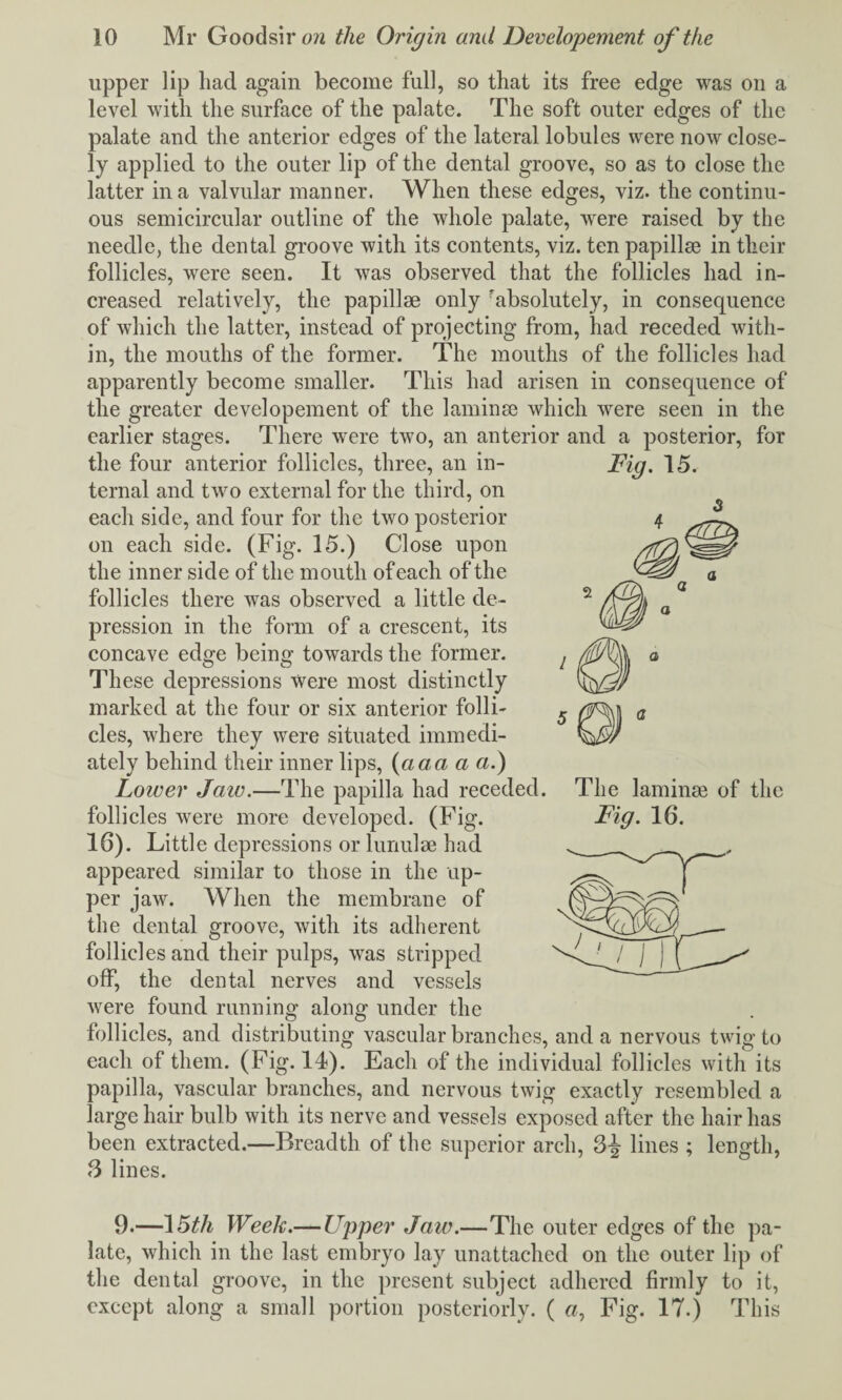 upper lip had again become full, so that its free edge was oil a level with the surface of the palate. The soft outer edges of the palate and the anterior edges of the lateral lobules were now close¬ ly applied, to the outer lip of the dental groove, so as to close the latter in a valvular manner. When these edges, viz. the continu¬ ous semicircular outline of the whole palate, wrere raised by the needle, the dental groove with its contents, viz. ten papillae in their follicles, were seen. It was observed that the follicles had in¬ creased relatively, the papillae only 'absolutely, in consequence of which the latter, instead of projecting from, had receded with¬ in, the mouths of the former. The mouths of the follicles had apparently become smaller. This had arisen in consequence of the greater developement of the laminae which were seen in the earlier stages. There were two, an anterior and a posterior, for the four anterior follicles, three, an in¬ ternal and two external for the third, on each side, and four for the two posterior on each side. (Fig. 15.) Close upon the inner side of the mouth of each of the follicles there was observed a little de¬ pression in the form of a crescent, its concave edge being towards the former. These depressions were most distinctly marked at the four or six anterior folli¬ cles, where they were situated immedi¬ ately behind their inner lips, (a a a a a.) Lower Jaw.—The papilla had receded. The laminse of the follicles were more developed. (Fig. 16). Little depressions or lurmlae had appeared similar to those in the up¬ per jaw. When the membrane of the dental groove, with its adherent folliel es and their pulps, was stripped off, the dental nerves and vessels were found running along under the follicles, and distributing vascular branches, and a nervous twig to each of them. (Fig. 14). Each of the individual follicles with its papilla, vascular branches, and nervous twig exactly resembled a large hair bulb with its nerve and vessels exposed after the hair has been extracted.—Breadth of the superior arch, 3J lines ; length, 3 lines. 9.—15th Week.— Upper Jaw.—The outer edges of the pa¬ late, which in the last embryo lay unattached on the outer lip of the dental groove, in the present subject adhered firmly to it, except along a small portion posteriorly. ( a, Fig. 17.) This Fig. 16. Fig. 15. 3